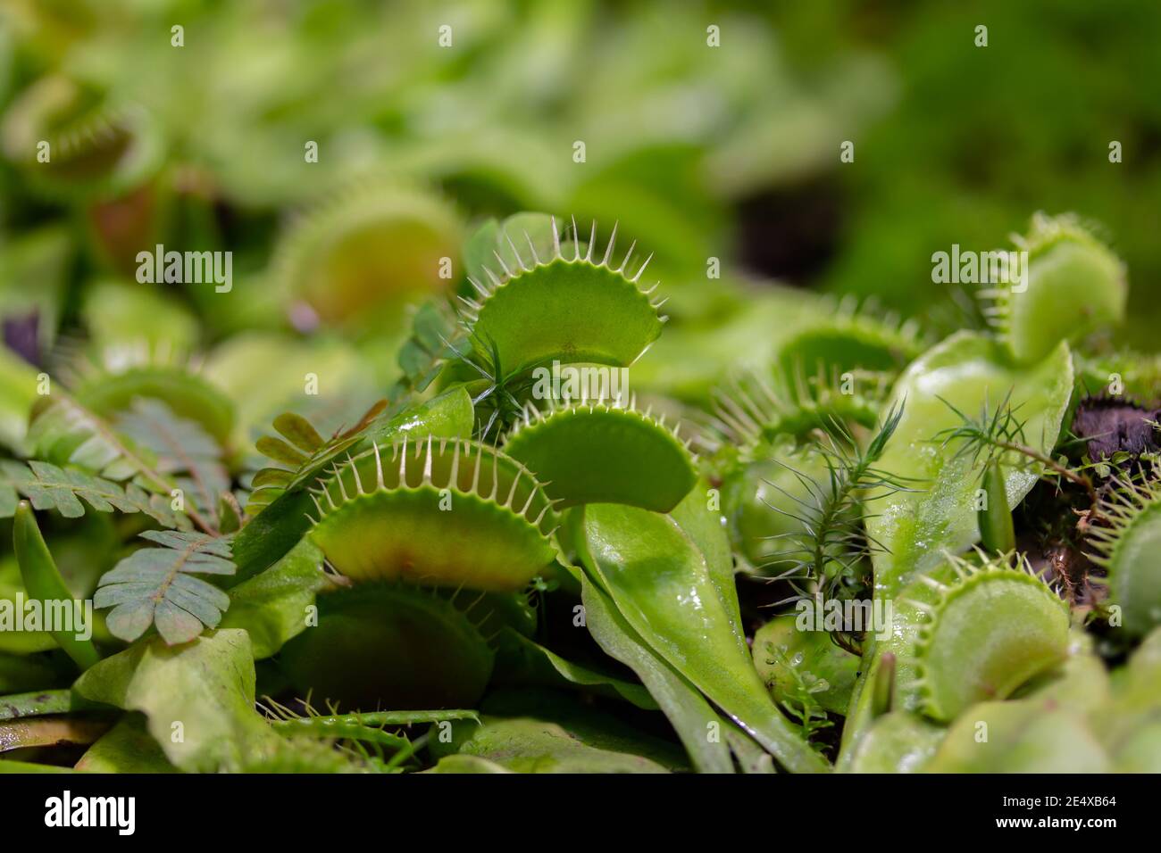 Venusfliegenfalle oder Dionaea muscipula, eine fleischfressende Pflanze aus der monotypischen Gattung Dionaeus der Familie Droseracea. Naturfotografie Stockfoto