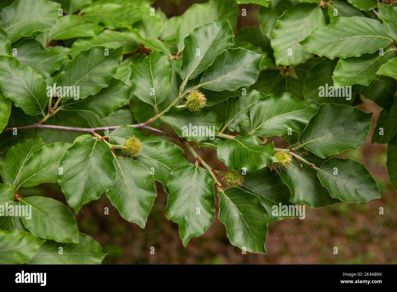 Samen der buche zweig Fotos und Bildmaterial in hoher Auflösung Alamy