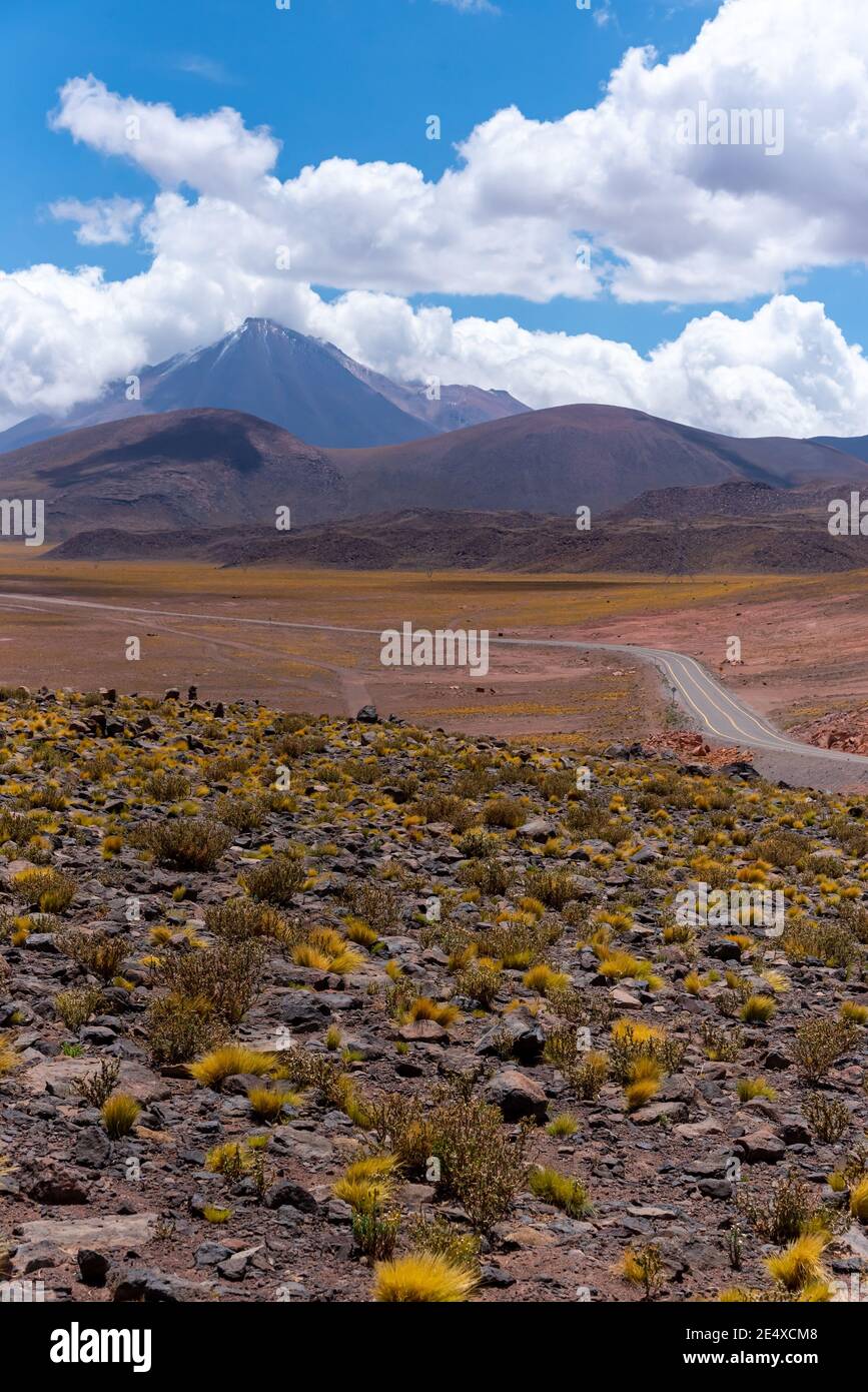 Pflanzen wachsen in der Nähe von Straße und Licancabur Vulkan an bewölkten Tag in Atacama Wüste, Chile Stockfoto