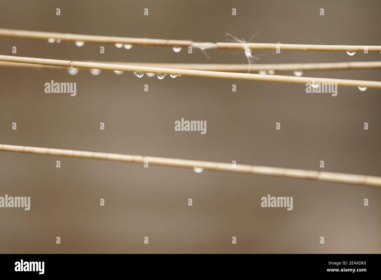 Sphären aus Wassertröpfchen, Welten in Welten auf einer Linie Stockfoto