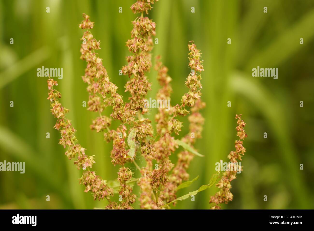 Die Artenvielfalt des Samens zerstreut wildes Grasland und Wiesen England Stockfoto