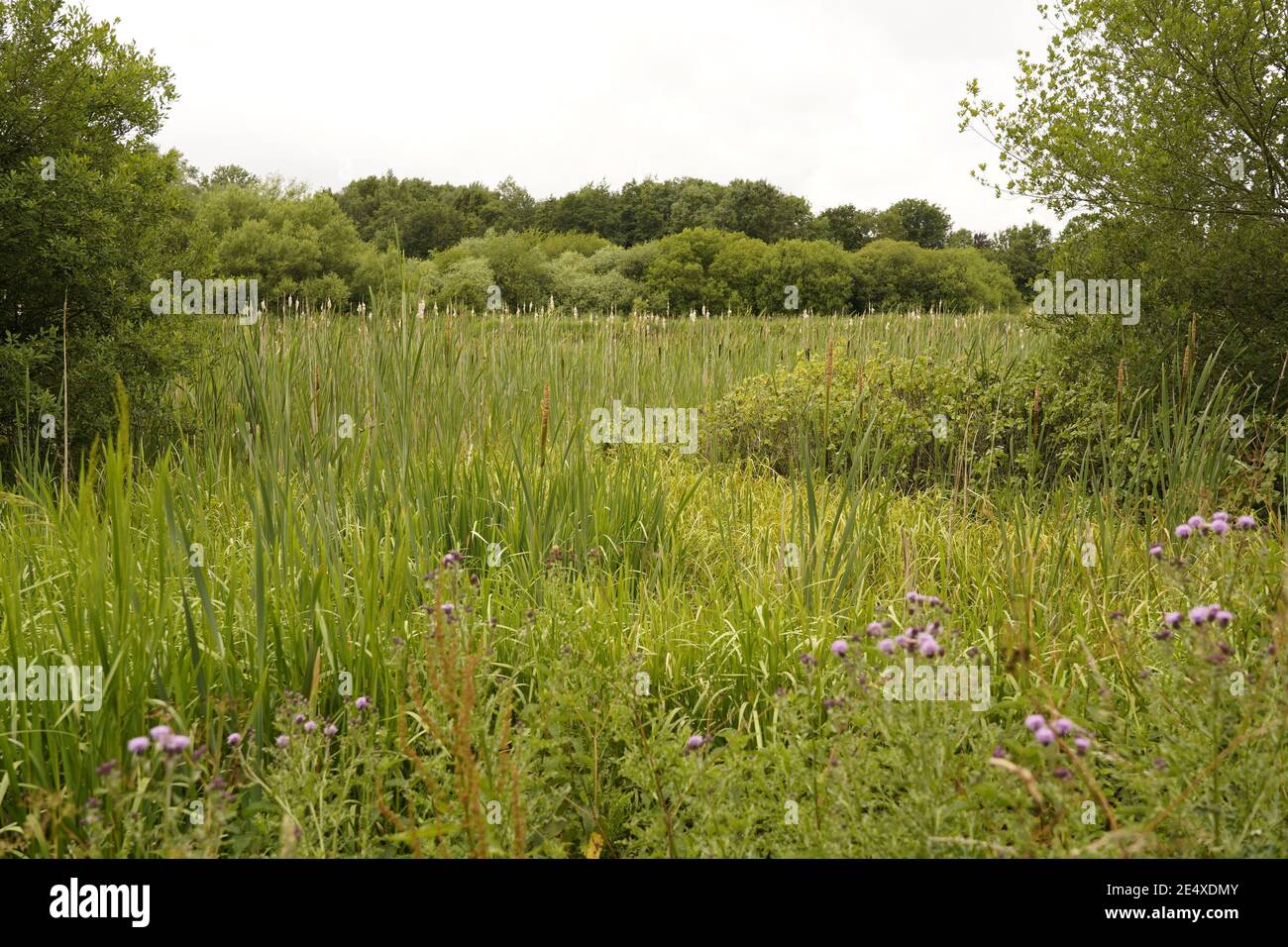 Artenvielfalt der wilden Grasland und Wiesen von England Stockfoto