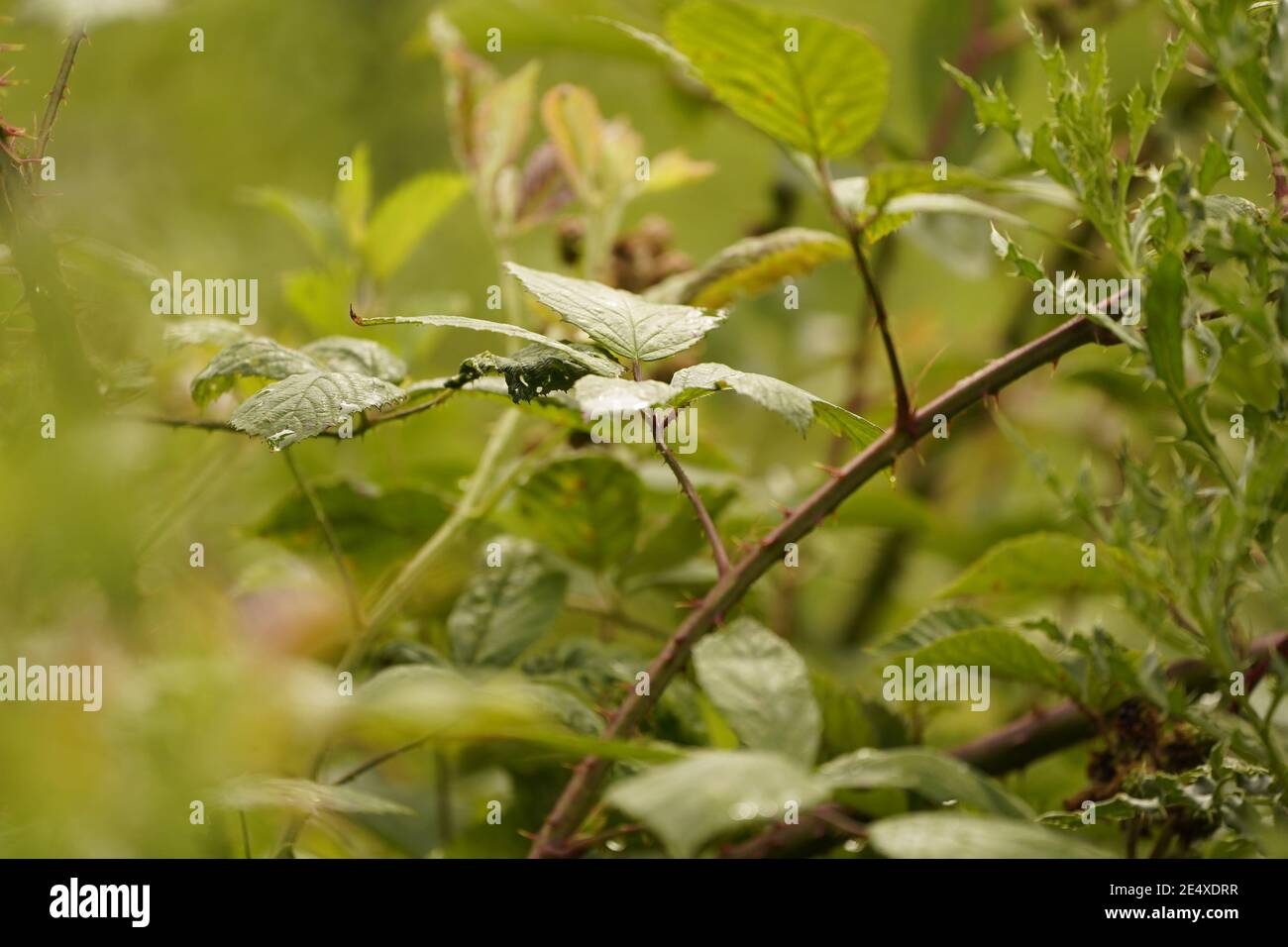 Artenvielfalt der wilden Grasland und Wiesen von England Stockfoto