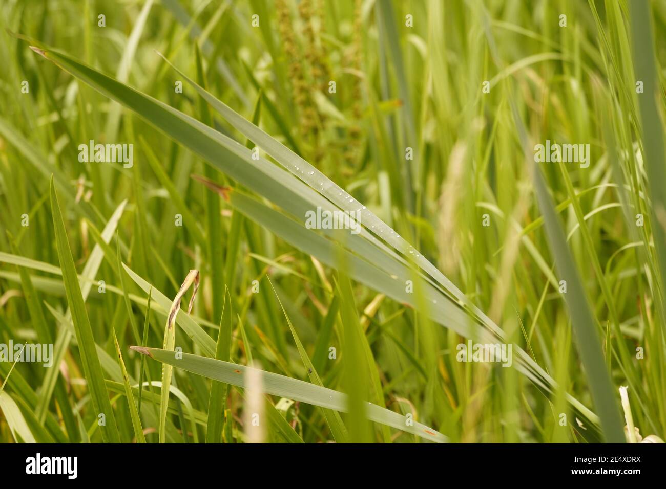 Artenvielfalt der wilden Grasland und Wiesen von England Stockfoto