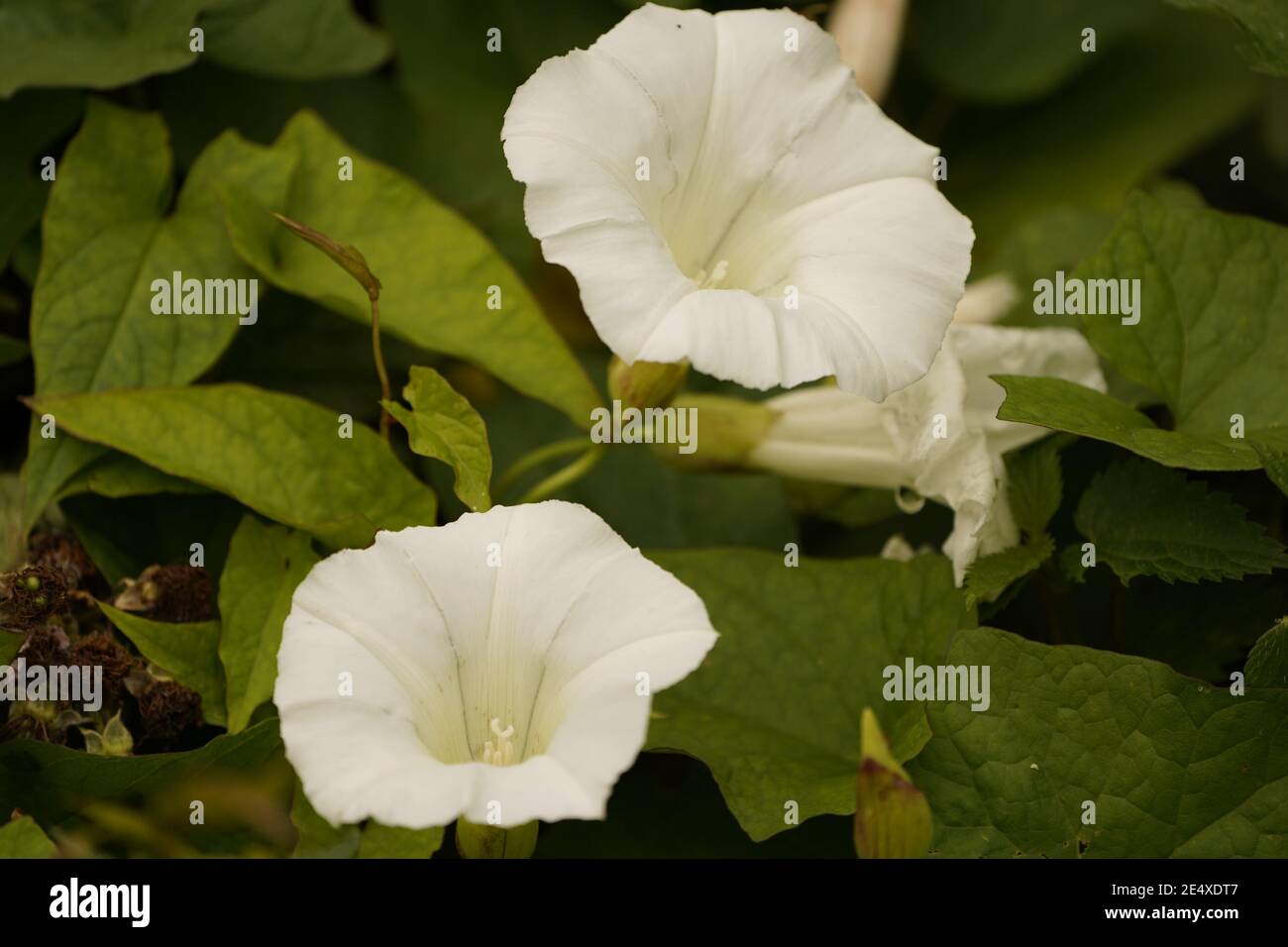 Bindenweed, weiße Trompete geformte Blume. Unkraut eine verrenkte Blume Stockfoto