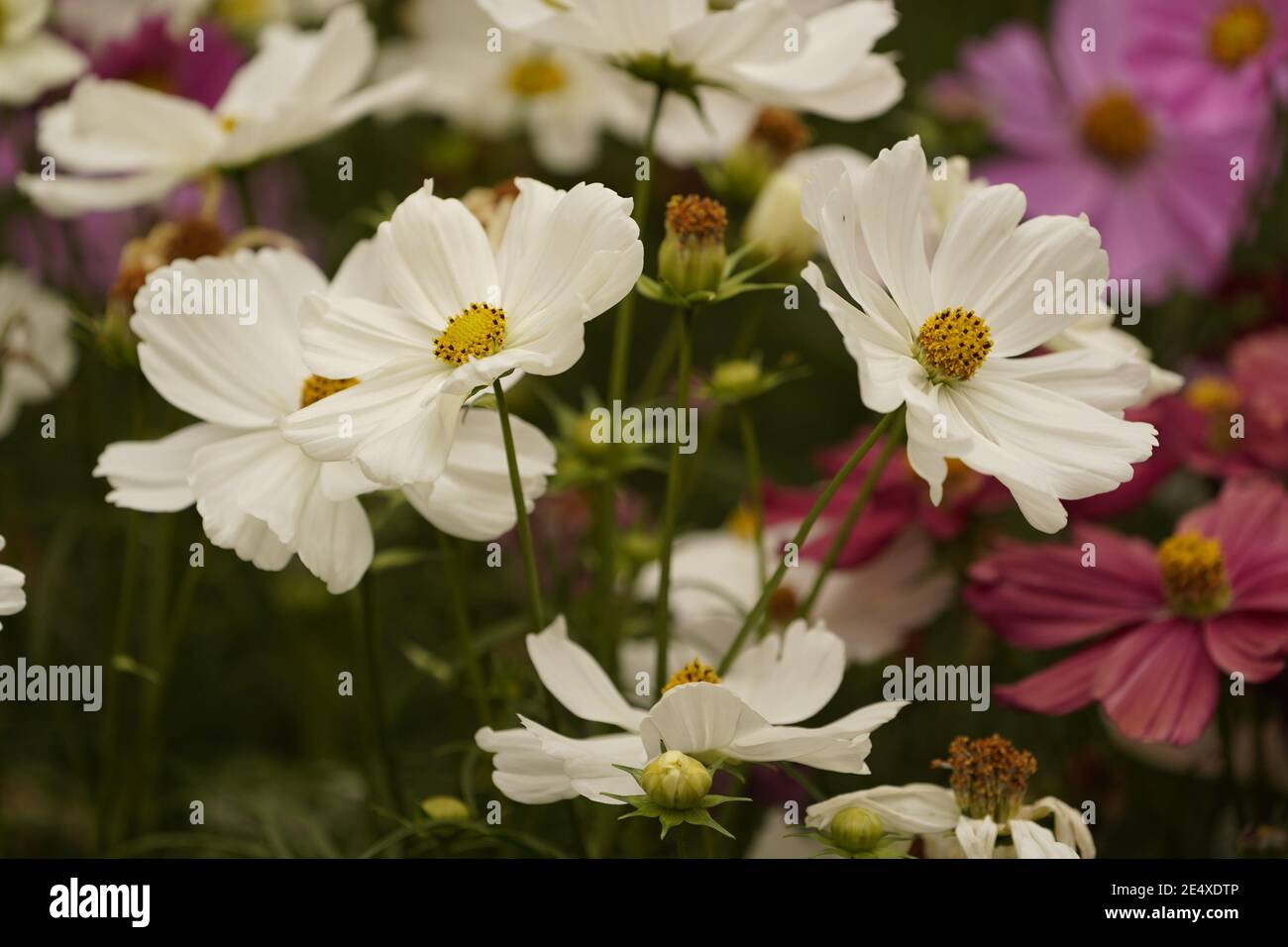 Entspannende weiße Blütenblatt und Sonne geküsst Mitte zarten englischen Blüten Stockfoto