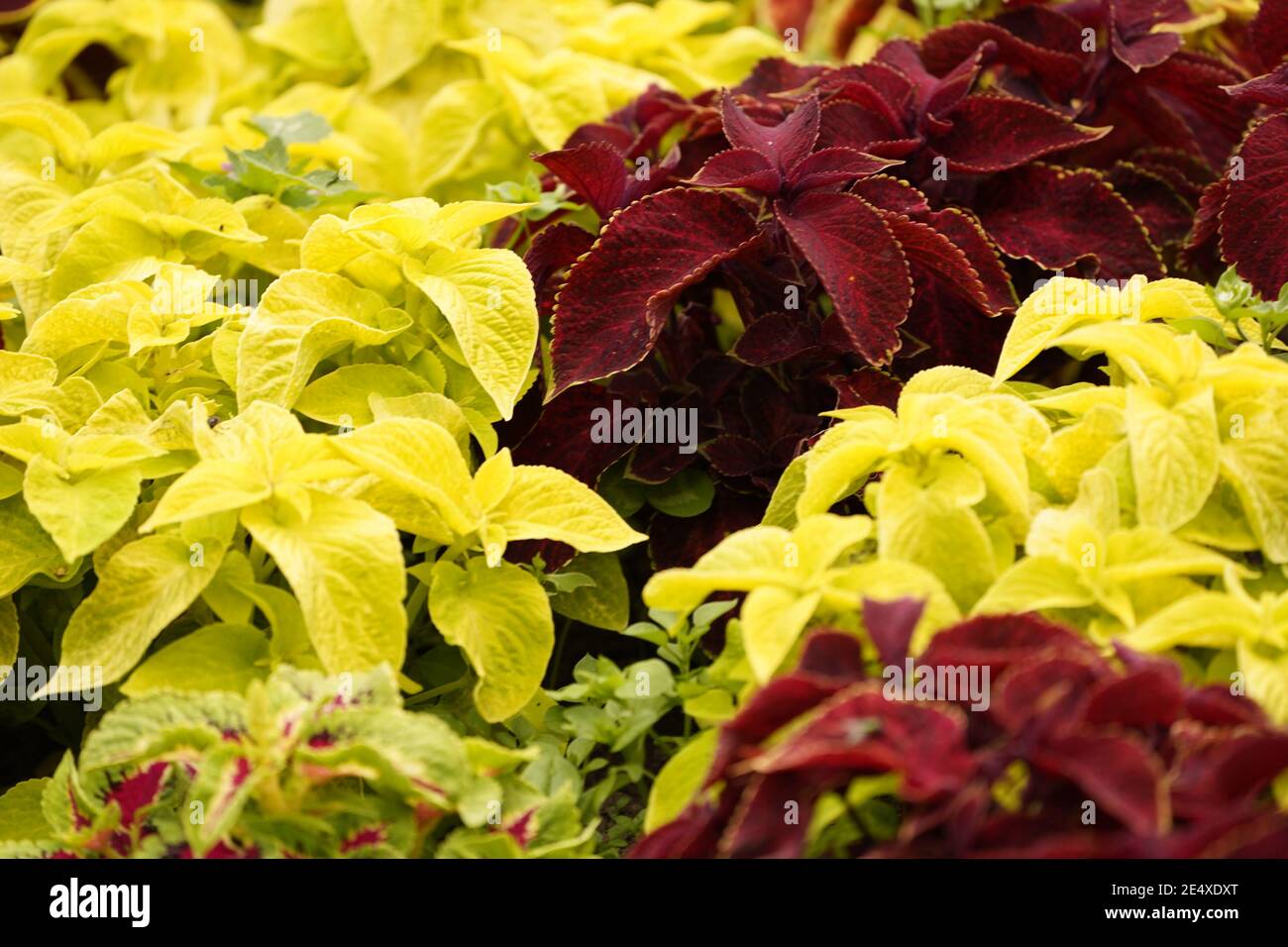 Lebender Teppich aus Farbe, gelbe und rote Blattpflanze Stockfoto