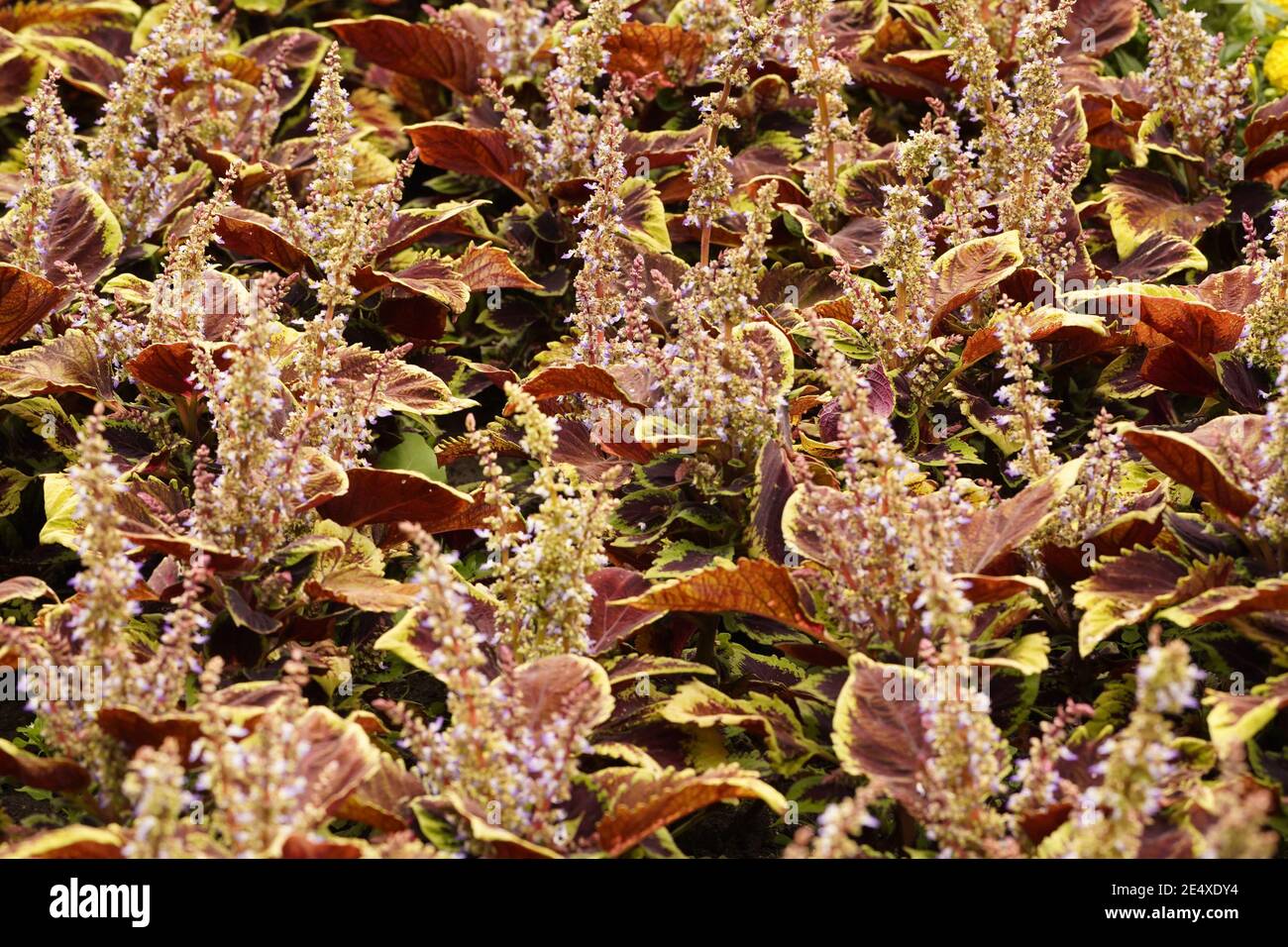 Gesicht voller Coleus Pflanzen oder bemalte Brennnessel rostrot, lebendige Kunst Stockfoto