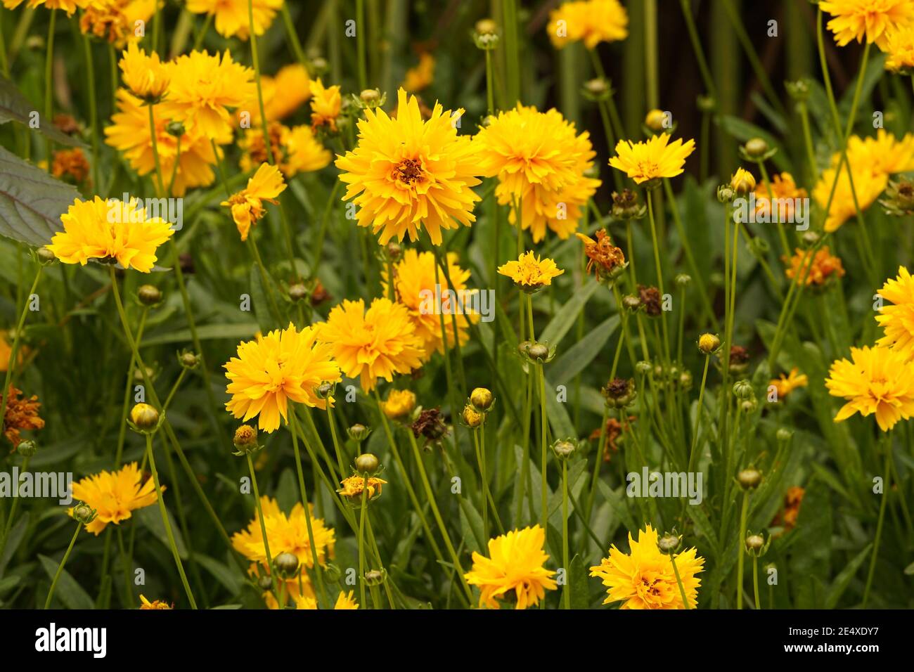 Kerria japonica Sonnenschein gelbe Blütenköpfe Stockfoto