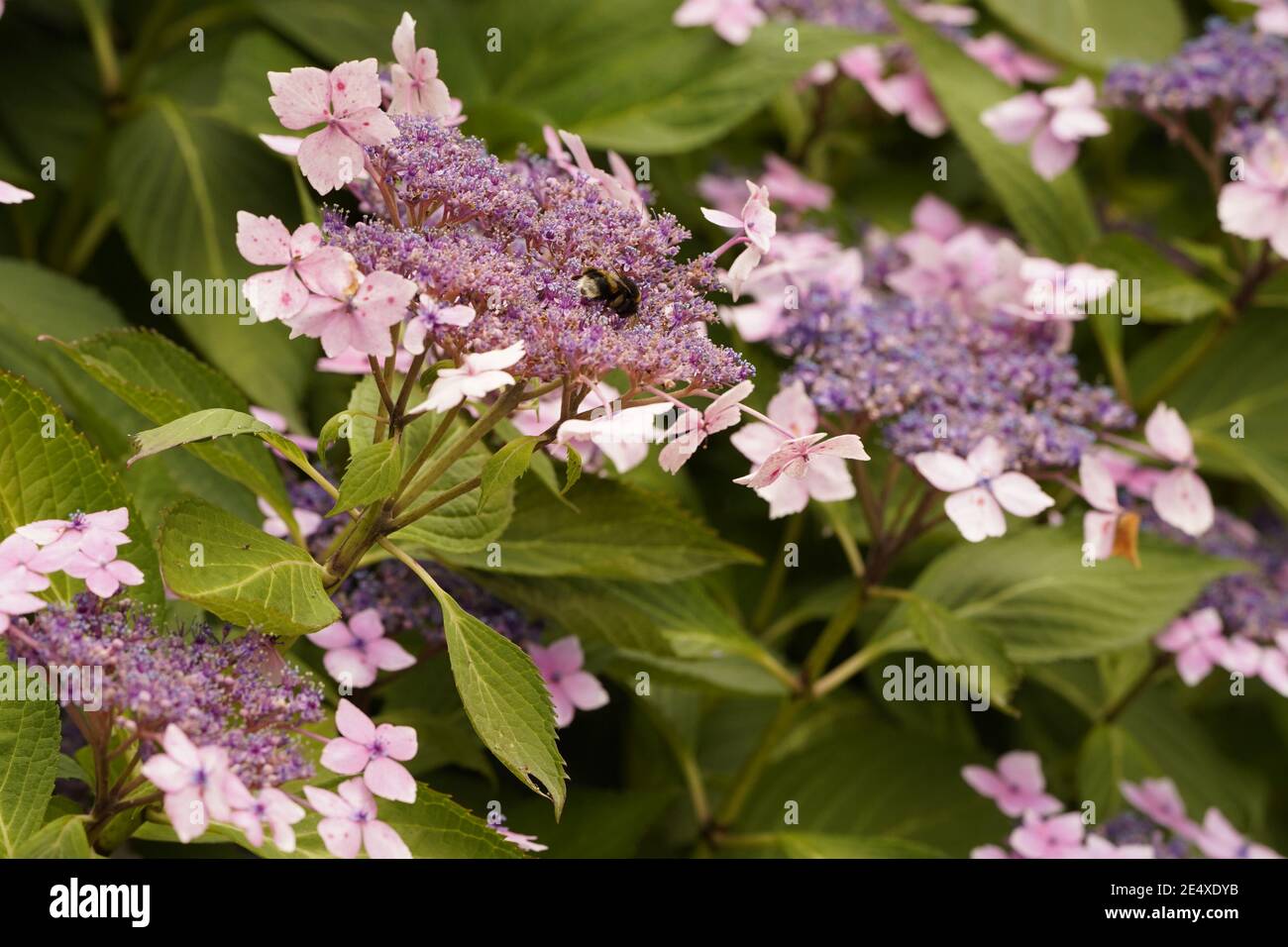 Vier Blütenblätter Samen Kopf Flieder Strauch in voller Blüte Stockfoto