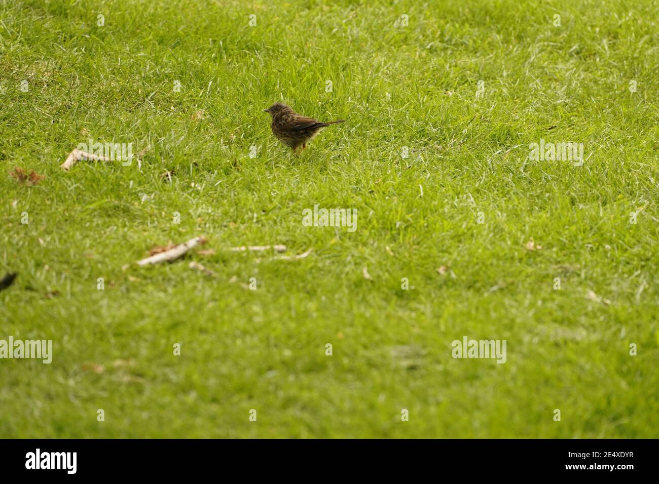 Bescheidener Sperling auf tiefgrünem Grasland Stockfoto