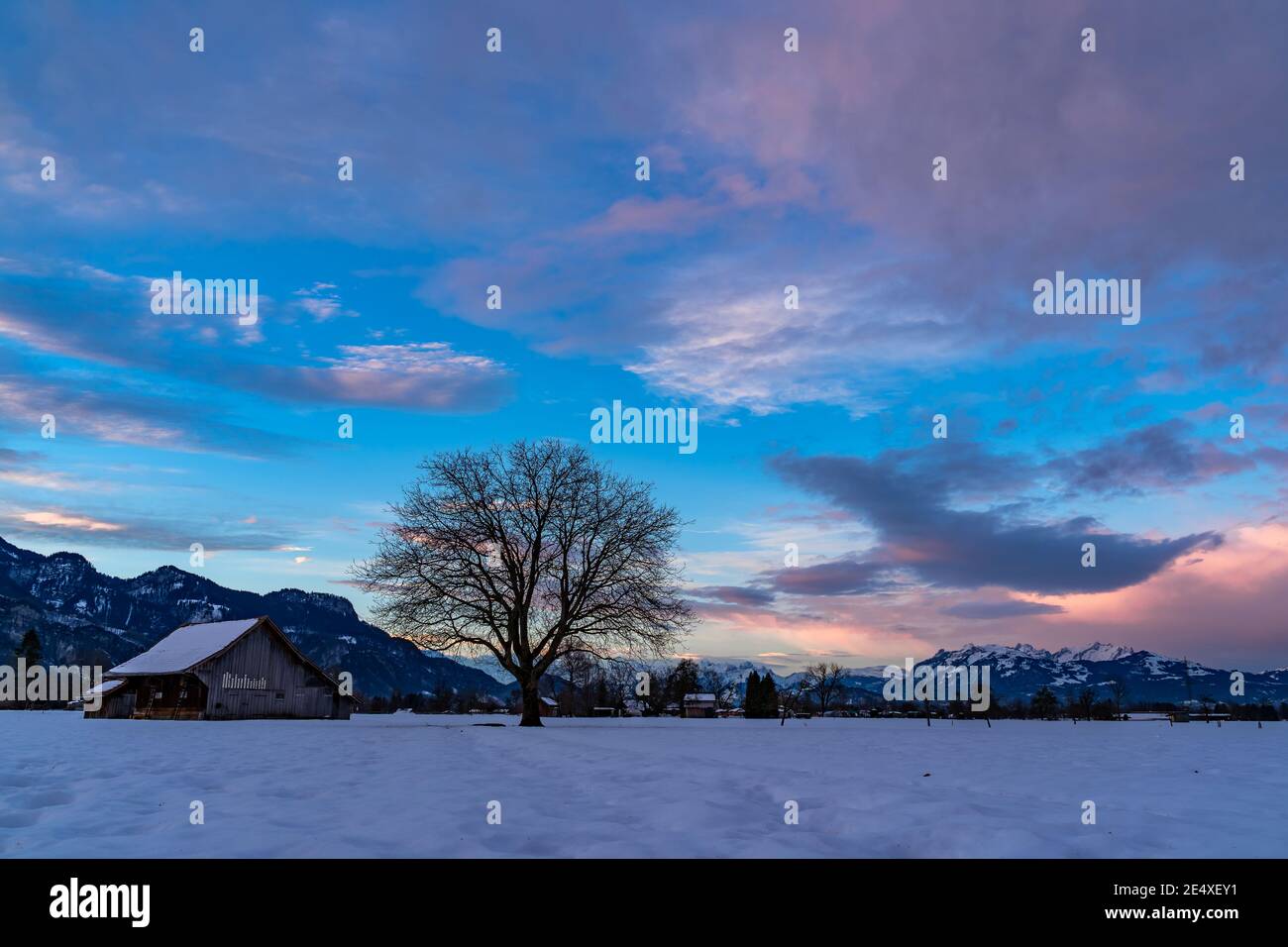 Zartfarbener Sonnenaufgang im Rheintal. Schöner Sonnenaufgang im Rheintal. Heuscheune und Einzelbaum auf verschneiten Feldern. Stadel und einzelner Baum. Österreich Stockfoto