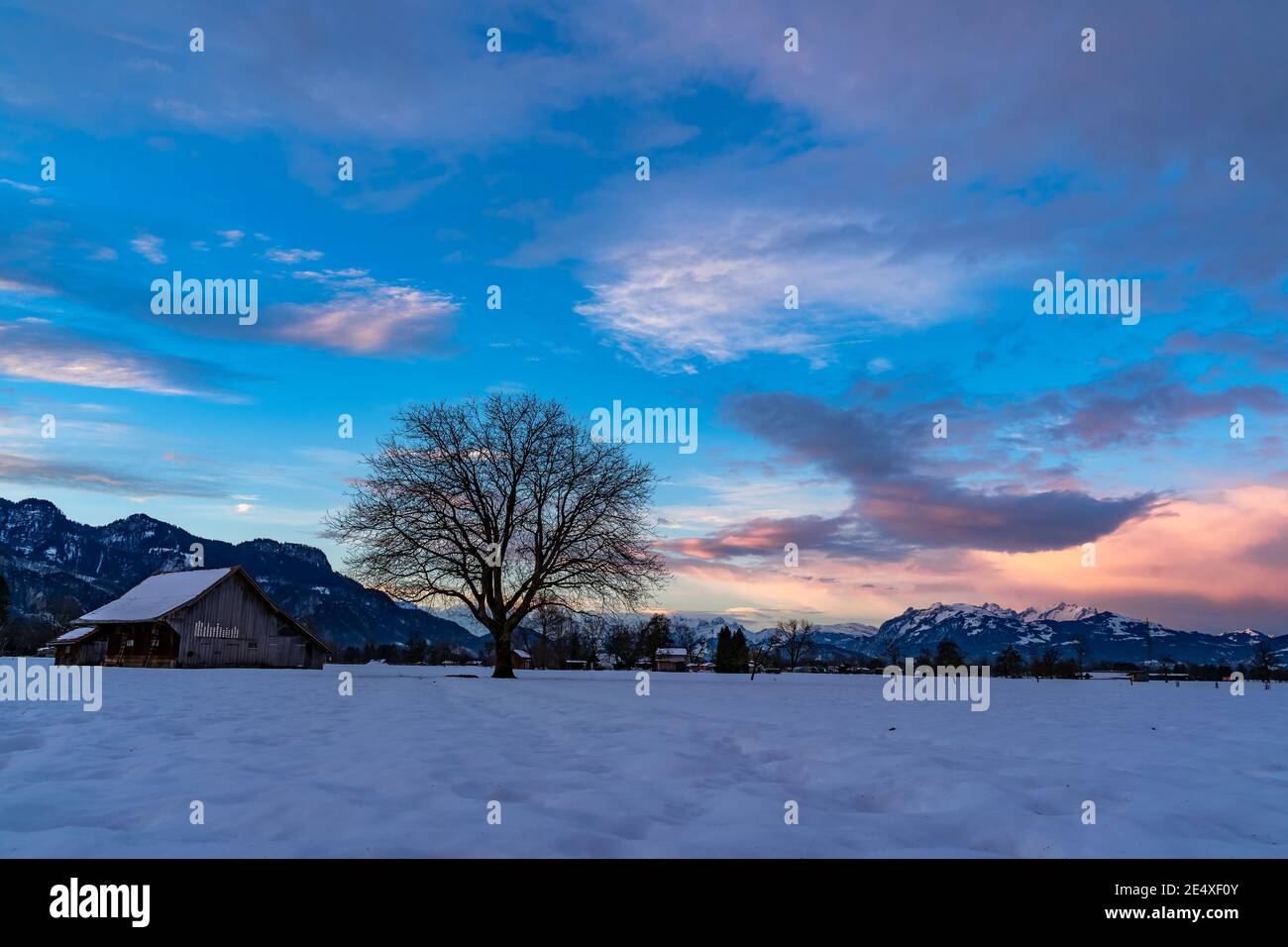 Zartfarbener Sonnenaufgang im Rheintal. Schöner Sonnenaufgang im Rheintal. Heuscheune und Einzelbaum auf verschneiten Feldern. Stadel und einzelner Baum. Österreich Stockfoto