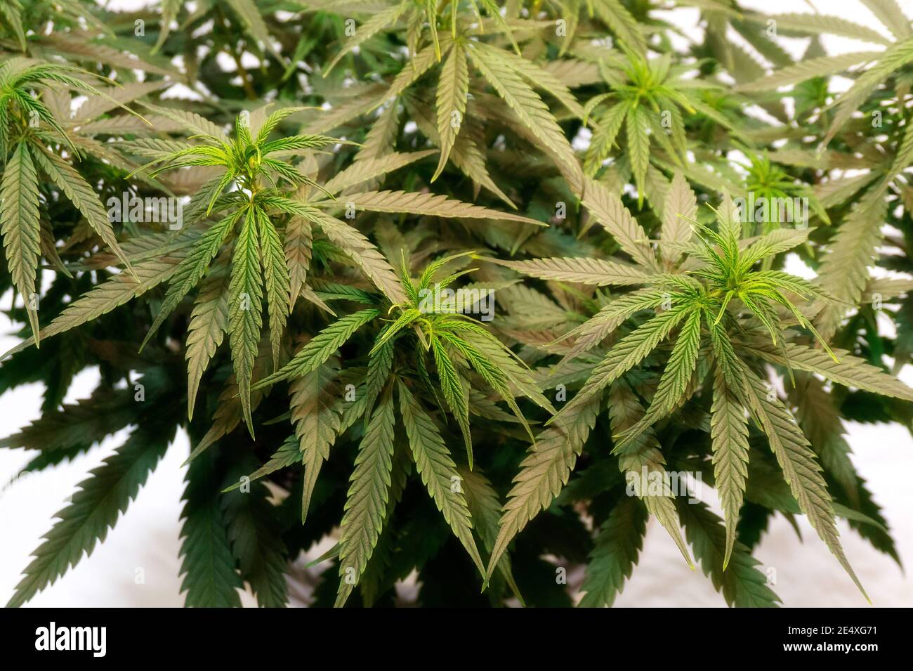 Dichter Busch aus grünem Cannabis auf weißem Hintergrund Stockfoto