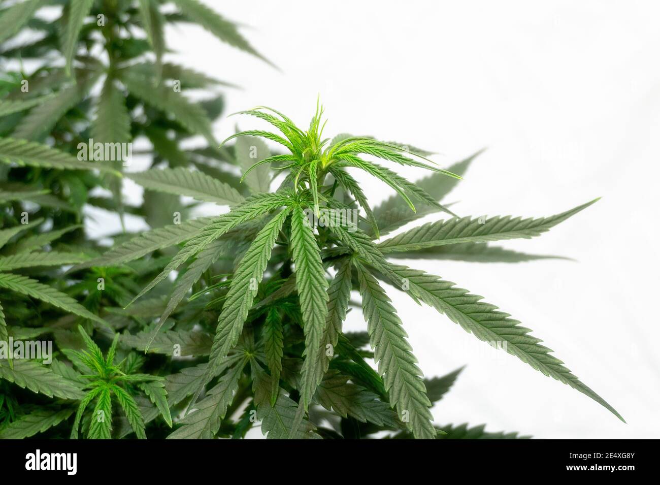 Dichter Busch aus grünem Cannabis auf weißem Hintergrund Stockfoto