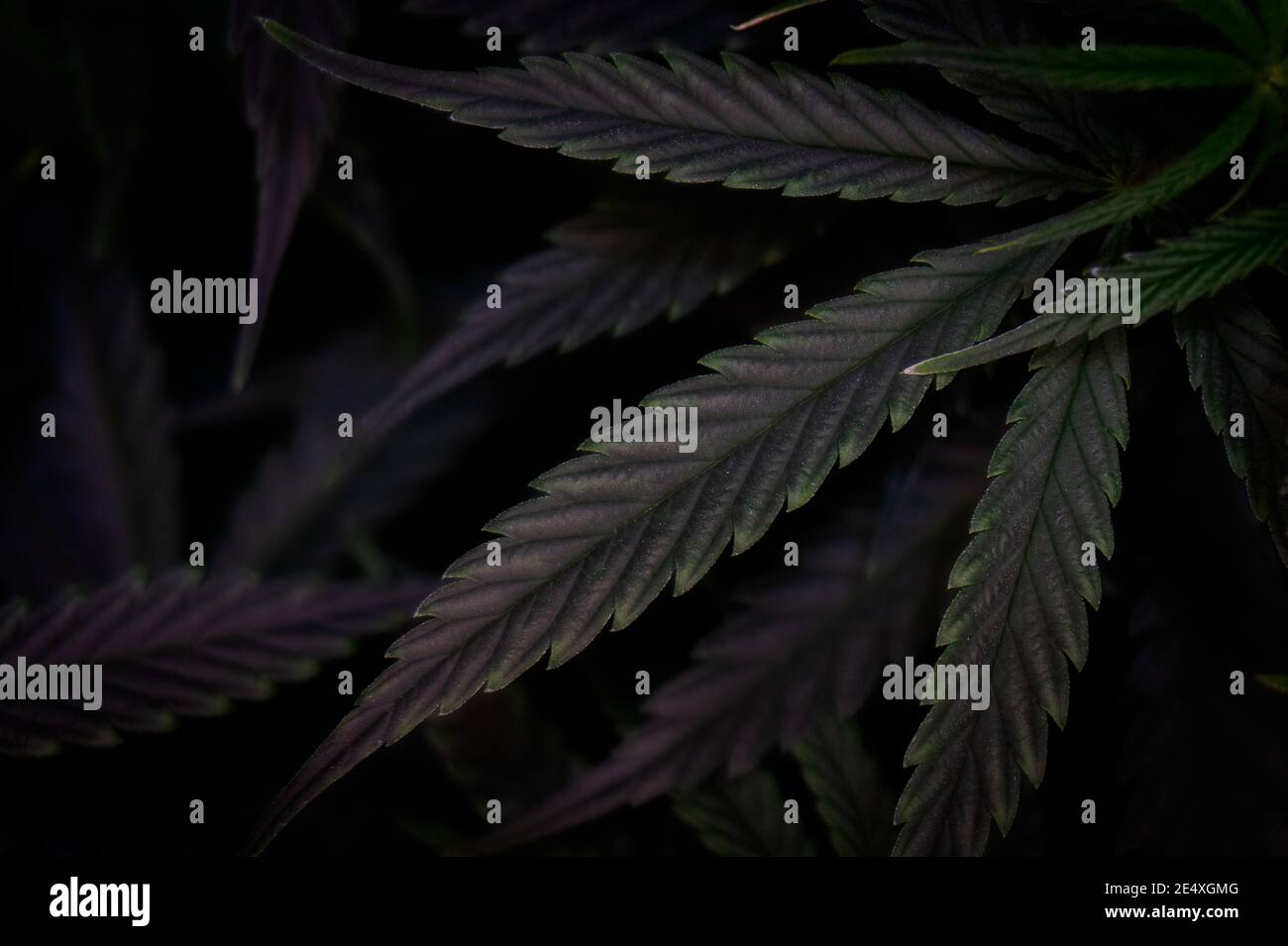 Cannabis Blatt Textur auf grünem Laub Hintergrund, dunkles Thema Stockfoto