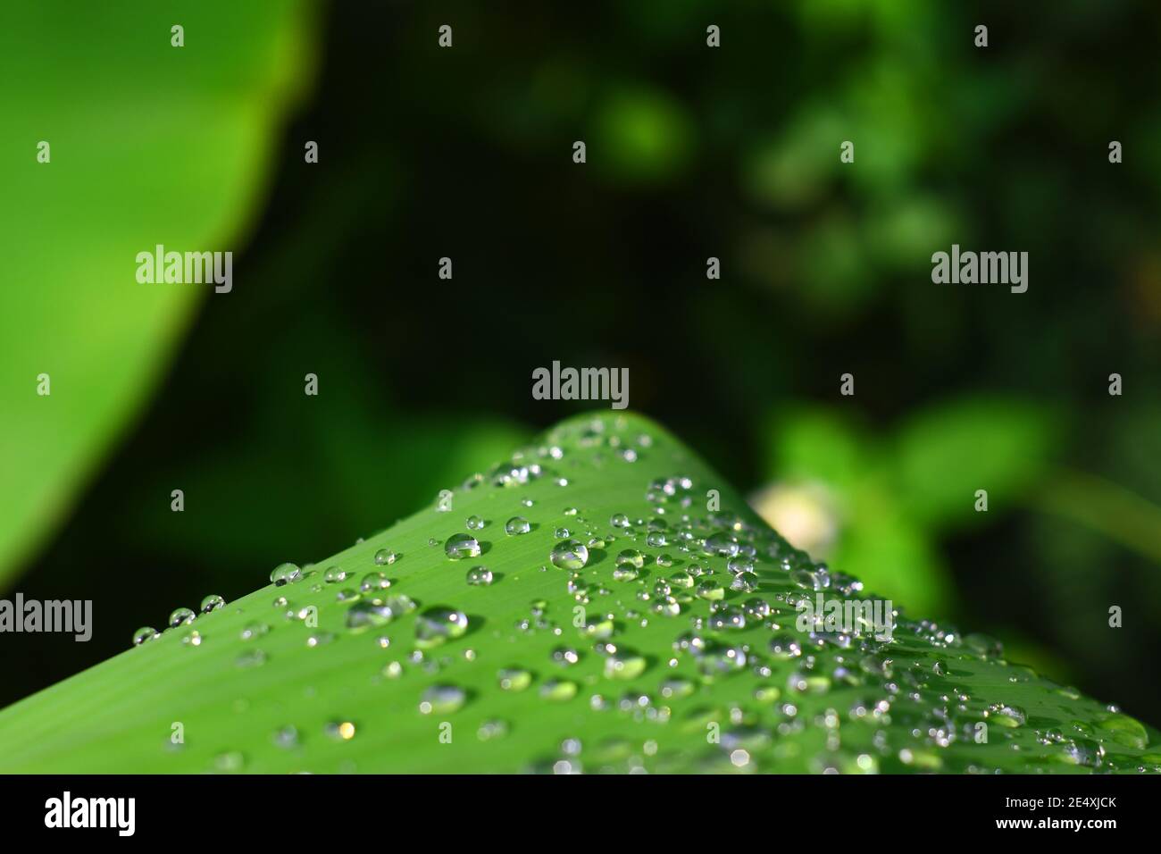 Wassertropfen auf Bananenblatt Stockfoto