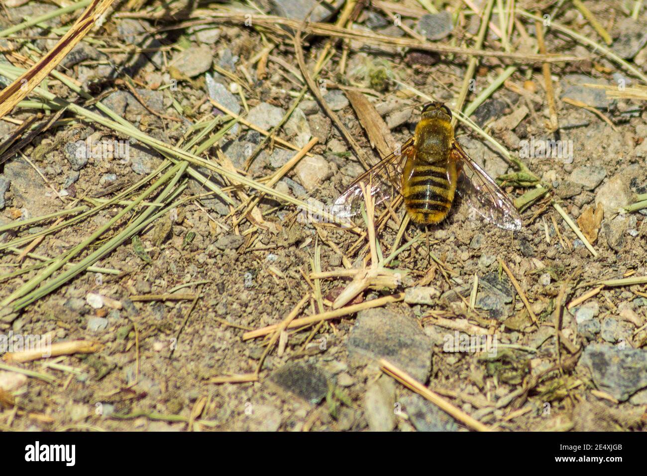 Villa sp, Bee Fly Familie Stockfoto
