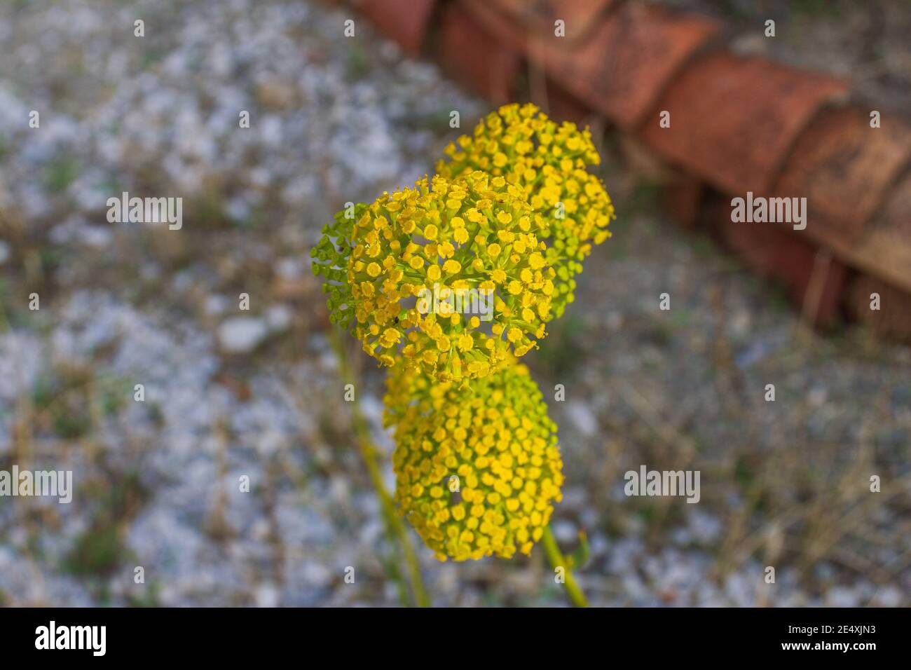 Bupleurum fruticosum, buschby Hasen Ohr Pflanze Stockfoto