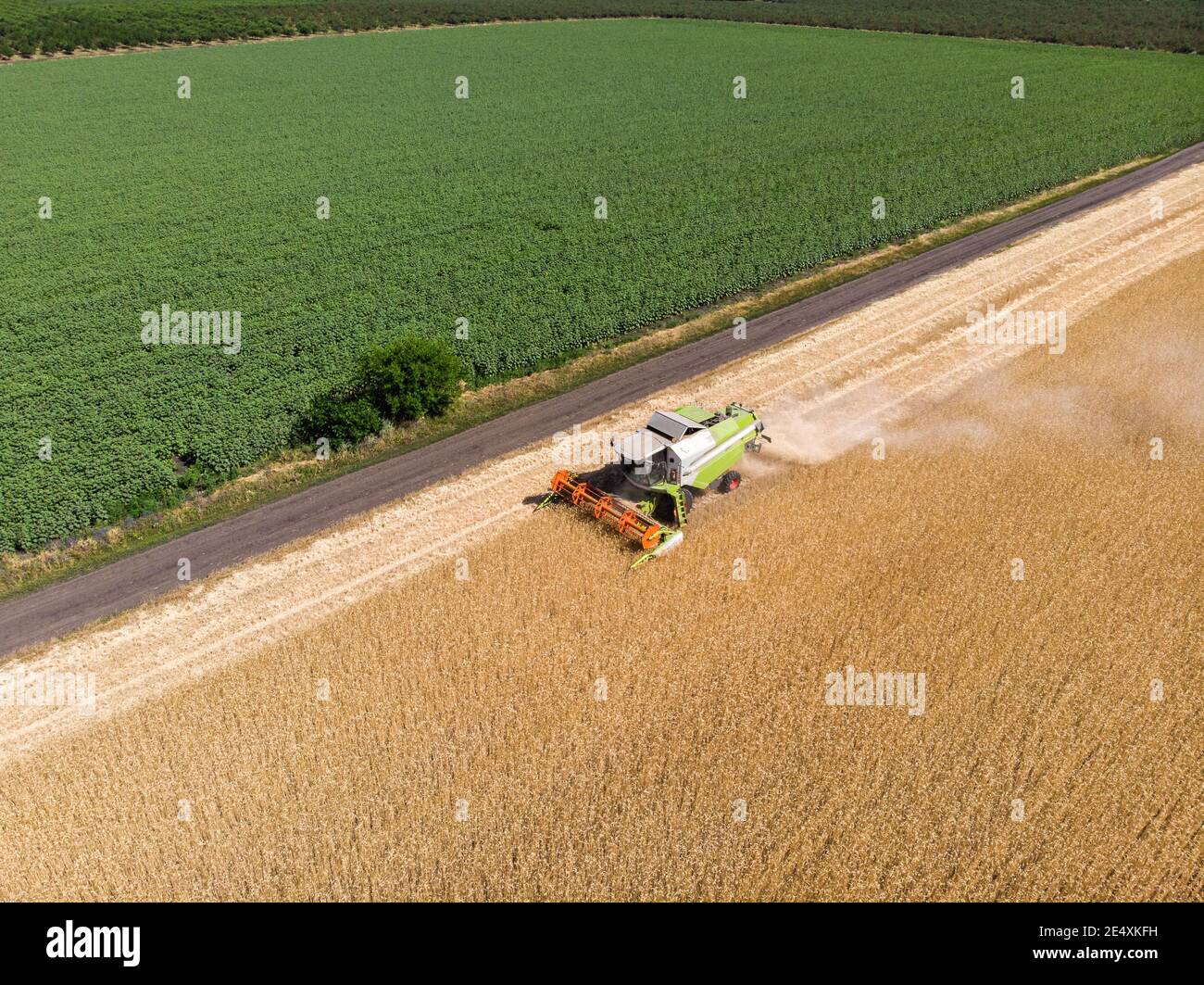 Aerial Drohne Draufsicht große leistungsstarke industrielle Mähdrescher Maschine ernten golden reifen Weizen Getreidefeld an hellen Sommer oder Herbst Tag Stockfoto