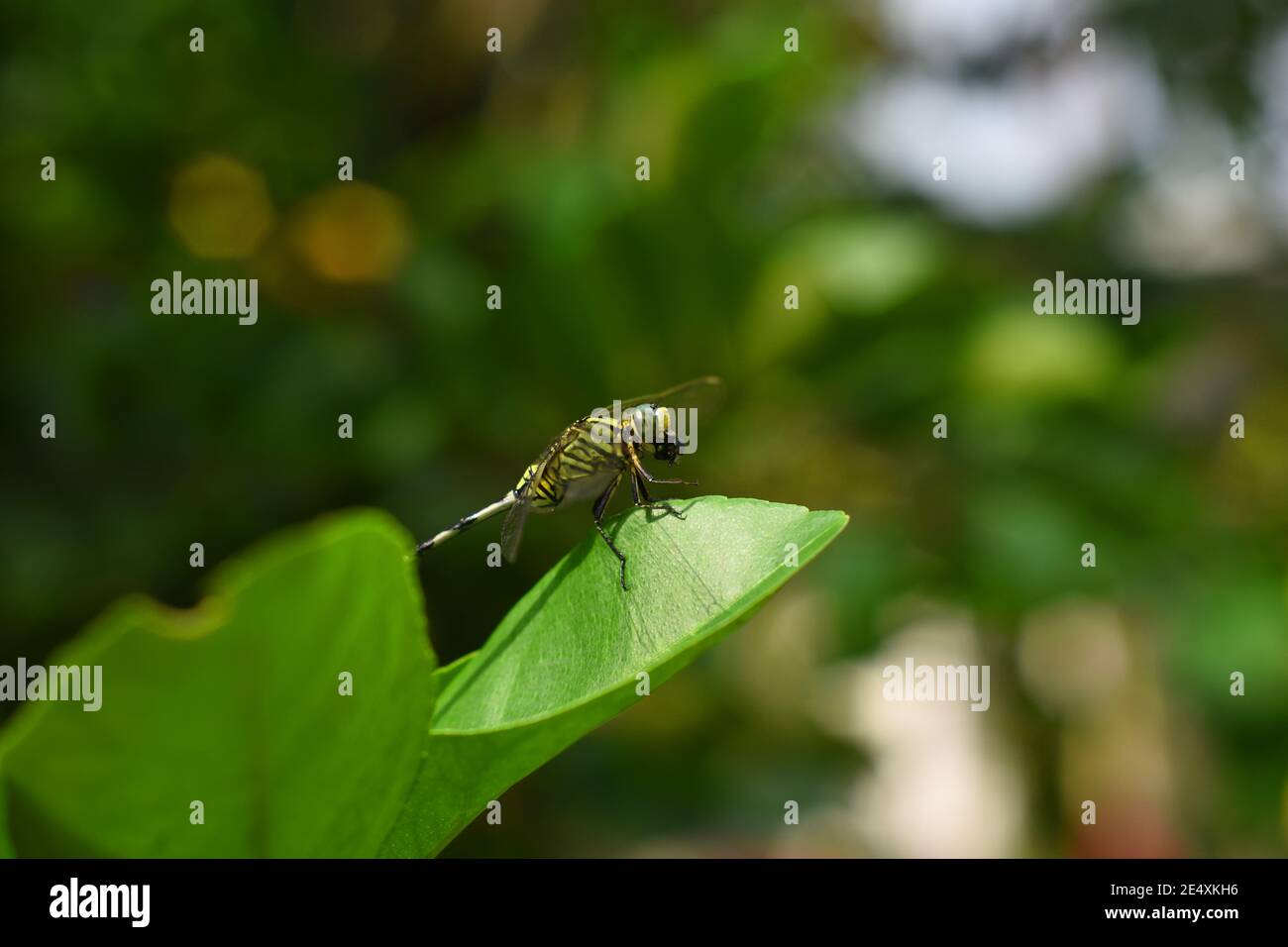 Schlanke Skimmer Libelle, die eine Fliege als Beute isst Stockfoto