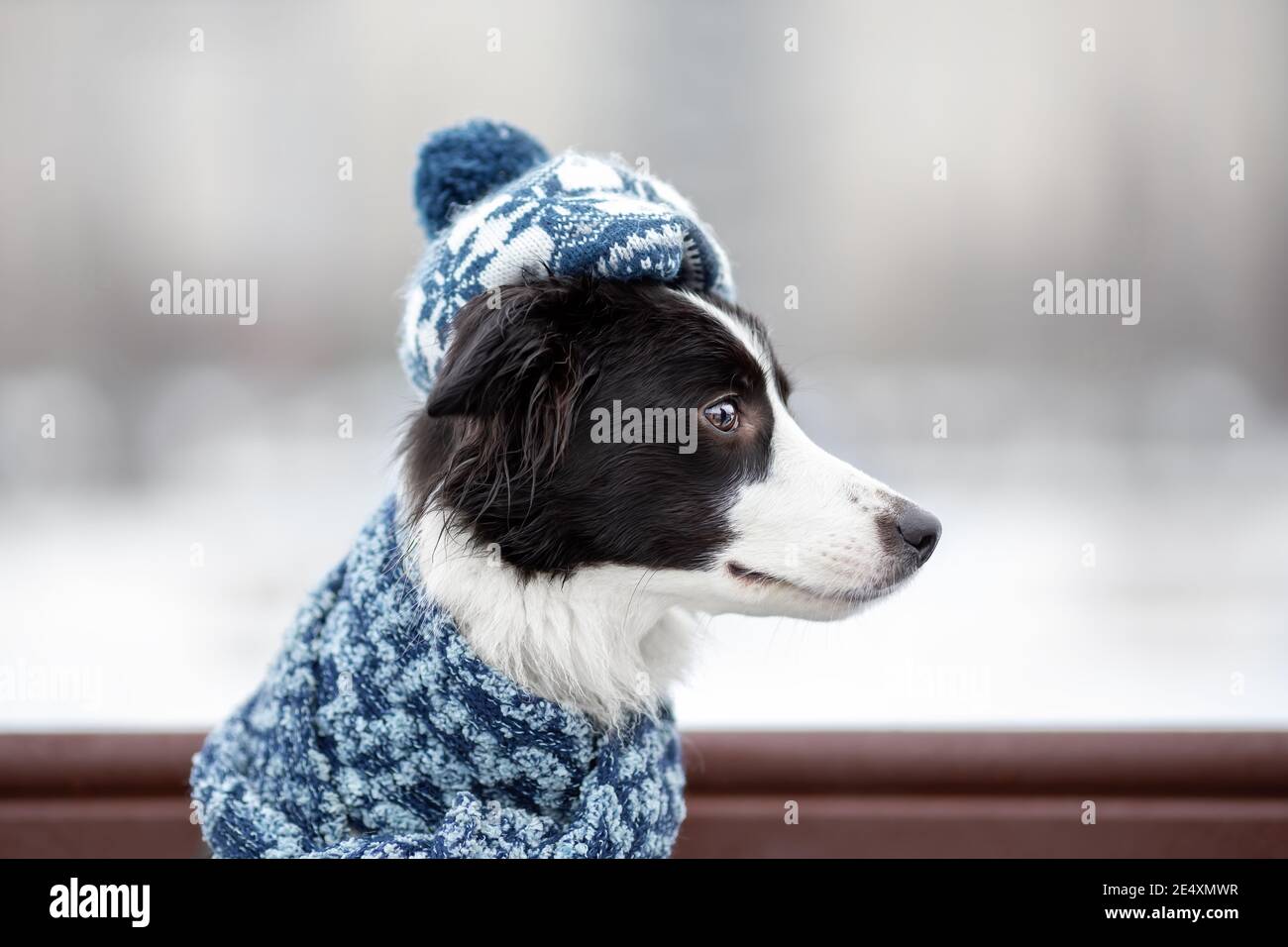 Junge Hündin der Border Collie Rasse schwarz und weiß Farbe in warmer gestrickter eleganter Mütze oder Baskenmütze mit Pompon Und Schal sitzen auf Bank in Winter st Stockfoto
