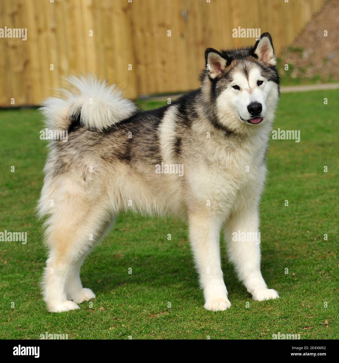 Malamute Rasse Stockfotos Und Bilder Kaufen Alamy