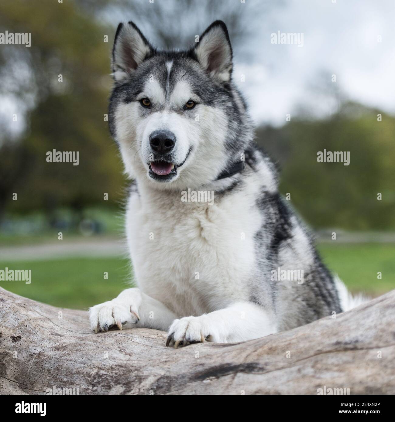 Alaskan malamute Stockfoto