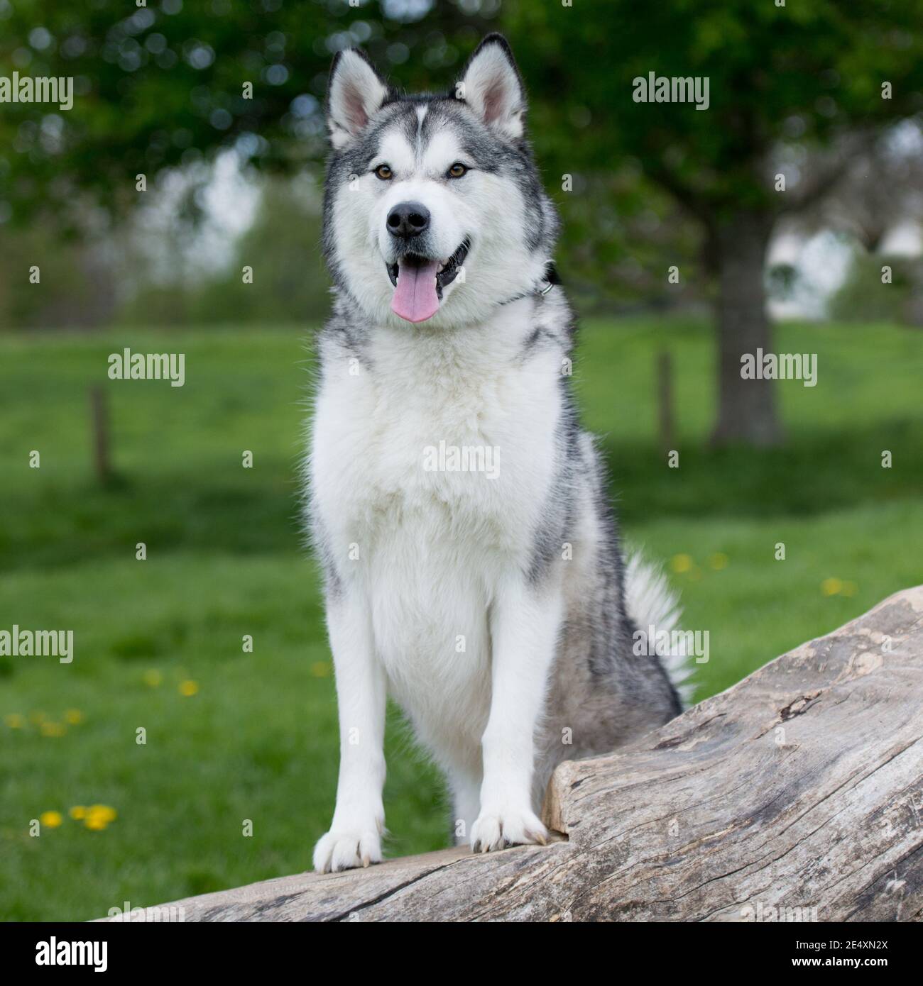 Alaskan malamute Stockfoto