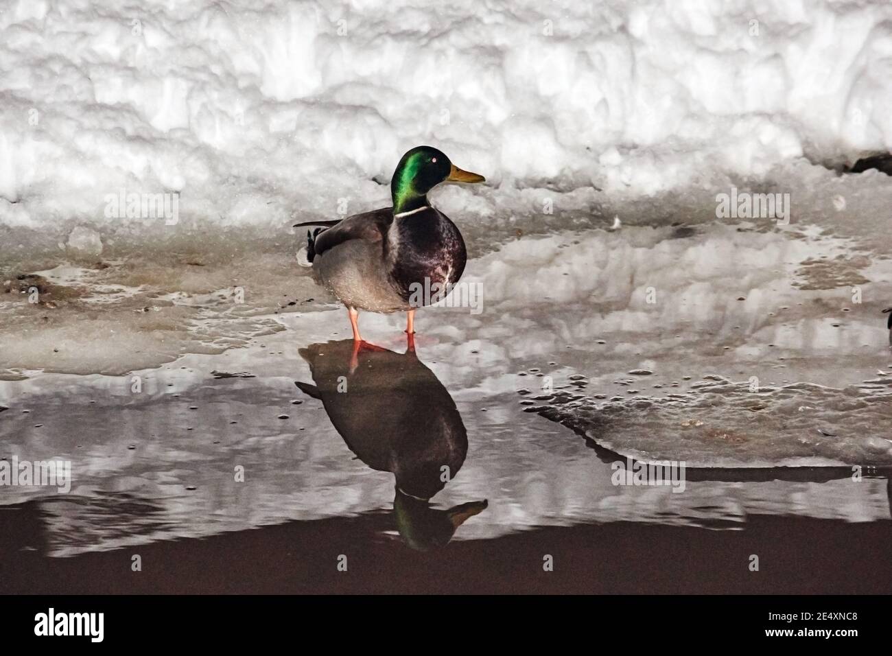 Enten stehen im Wasser. Schnee liegt herum, Drifts und die Grenze von Wasser und Land sind sichtbar. Vögel, Wildtiere, große und mittlere Pläne Stockfoto