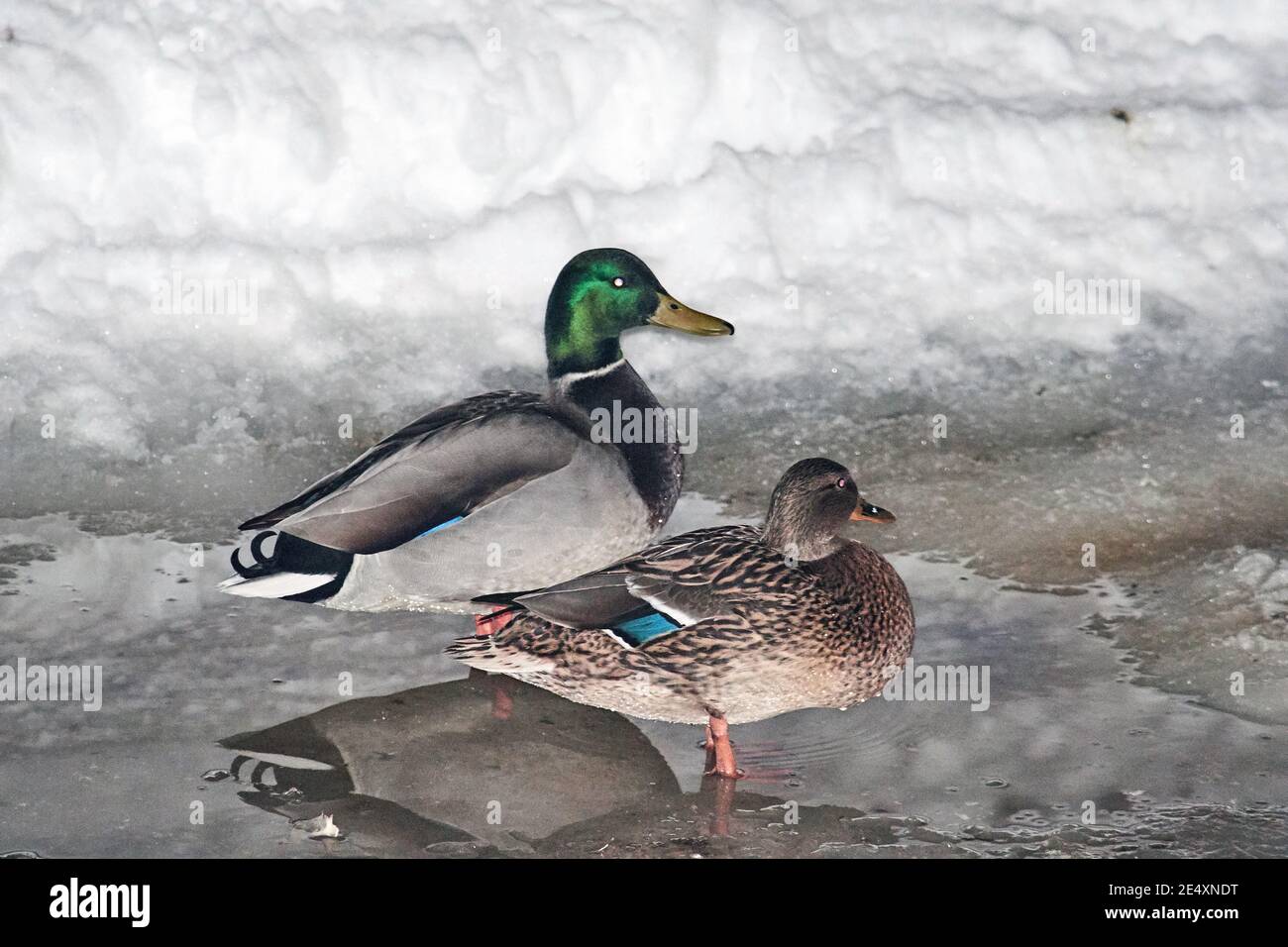 Enten stehen im Wasser. Schnee liegt herum, Drifts und die Grenze von Wasser und Land sind sichtbar. Vögel, Wildtiere, große und mittlere Pläne Stockfoto
