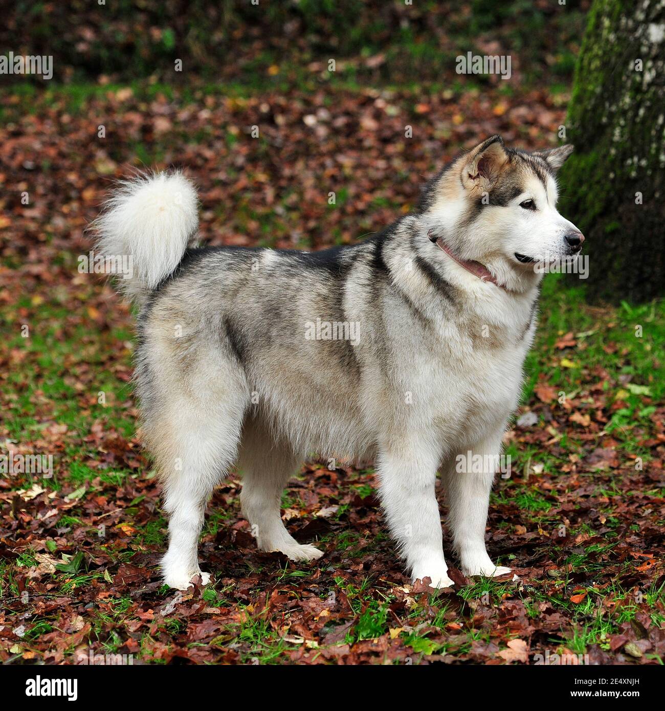 Malamute Rasse Stockfotos Und Bilder Kaufen Alamy