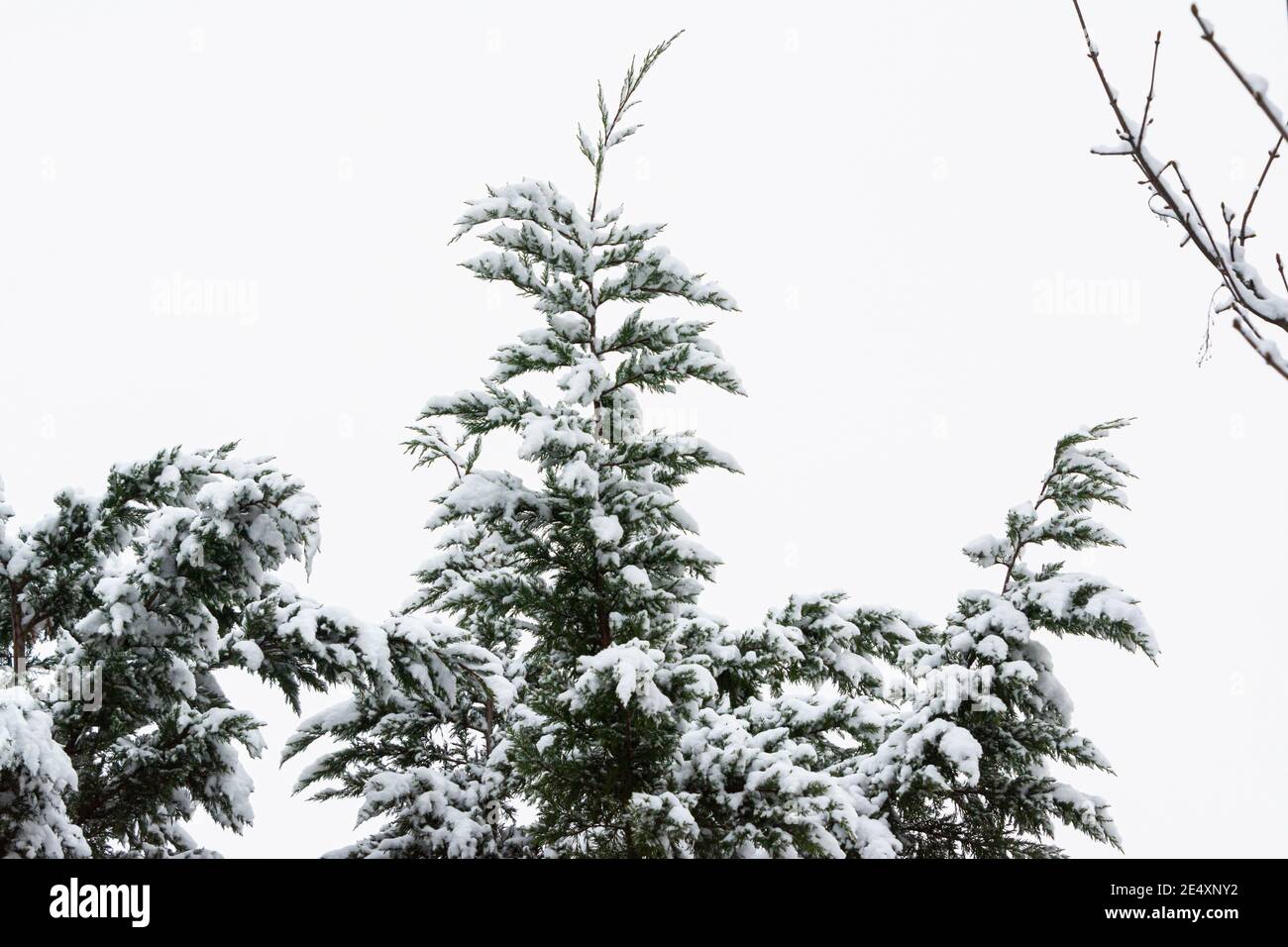 Die Äste einer Tanne mit Schnee bedeckt Stockfoto