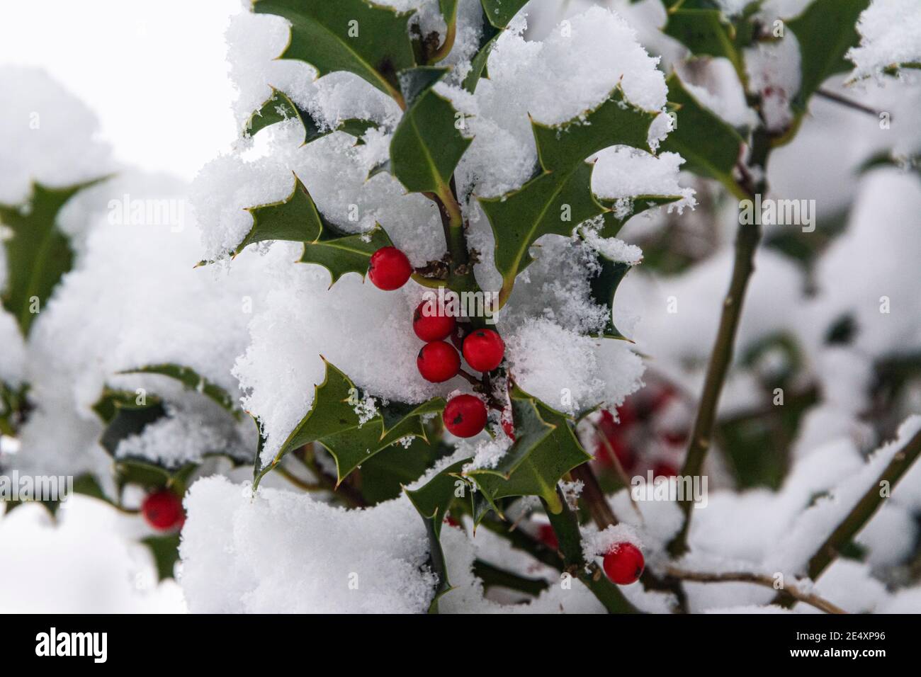 Holly im Schnee (Ilex aquifolium) Stockfoto