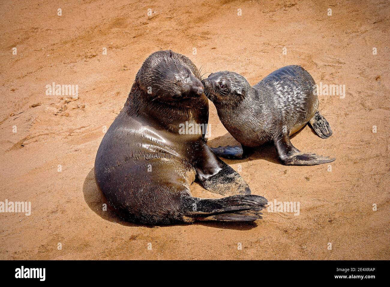 Sydafrikansk pälssäl, Cape Cross Seal Colony vid Skeleton Coast. Stockfoto Sydafrikansk pälssäl, Cape Cross Seal Colony vid Skeleton Coast. Stockfoto