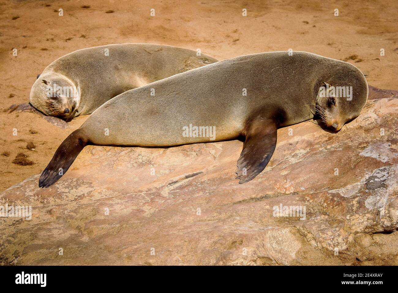 Sydafrikansk pälssäl, Cape Cross Seal Colony vid Skeleton Coast. Stockfoto