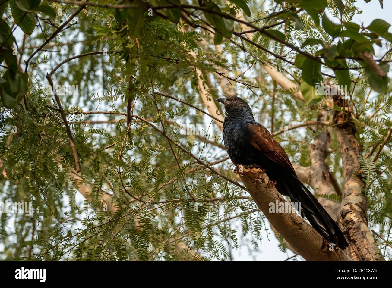 Größere Coucal oder Centropus sinensis Nahaufnahme auf Baum während gesetzt safari im Wald von zentralindien Stockfoto