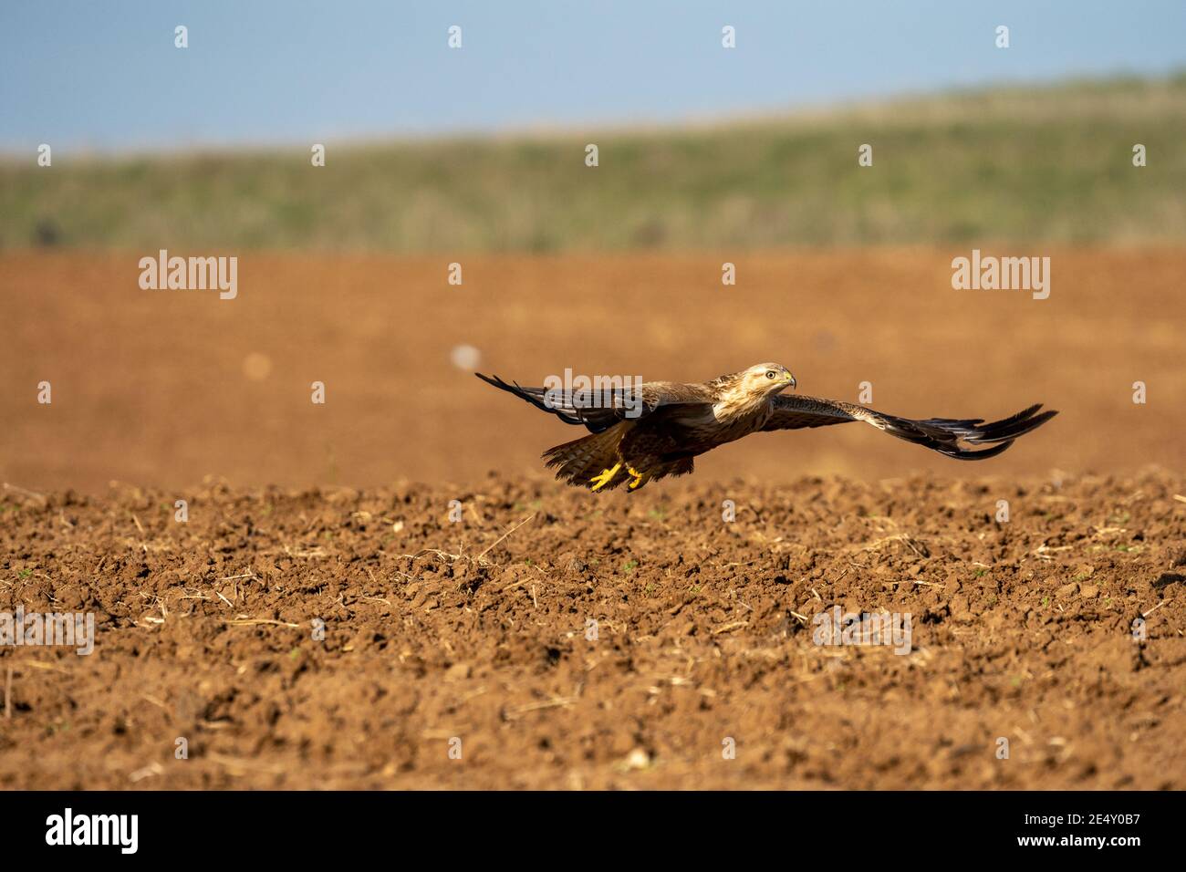 Langbeinige Mäusebussard (Buteo rufinus) im Flug. Dieses große Raubvogel lebt in den trockenen, offenen Ebenen des nördlichen Afrika, Südosteuropa, West und Stockfoto