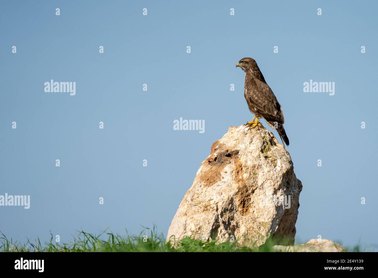 Bussard (Buteo buteo) auf dem Boden. Dieser Greifvogel wird in ganz Europa und Teilen Asiens gefunden und bewohnt offene Gebiete, wie Ackerland und Stockfoto