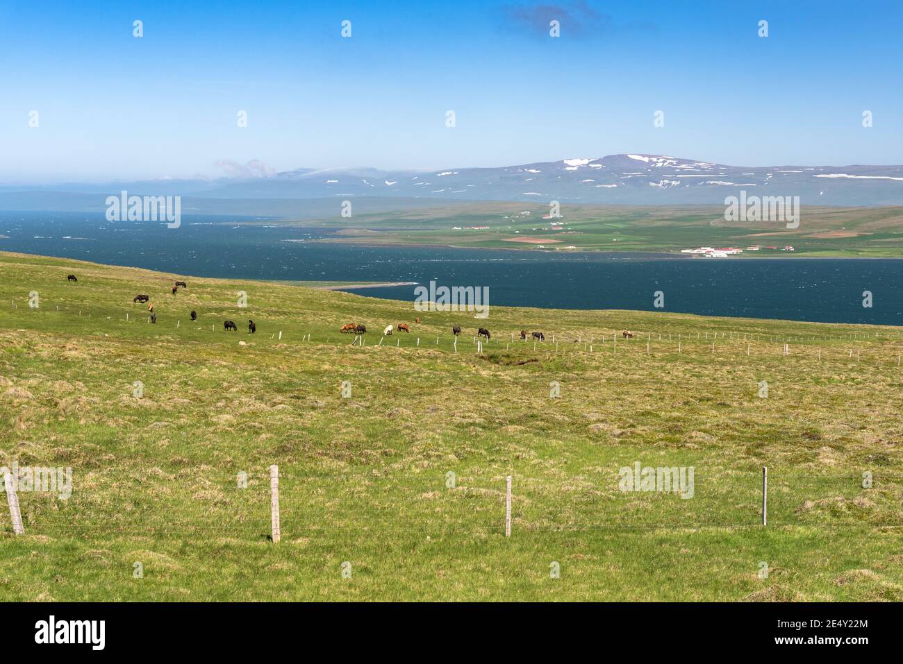 Pferde grasen auf einem Gras, das an einem klaren Sommertag sanft zum Meer abfällt. Schneebedeckte Berggipfel sind am Horizont sichtbar. Stockfoto