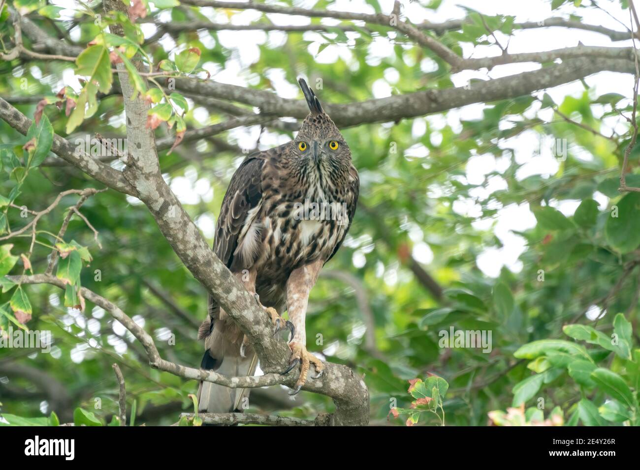 Wandelbarer Falkenadler oder Haubenfalke-Adler (Nisaetus cirrhatus), im Baum sitzender Erwachsener, Sri Lanka, 24. August 2019 Stockfoto