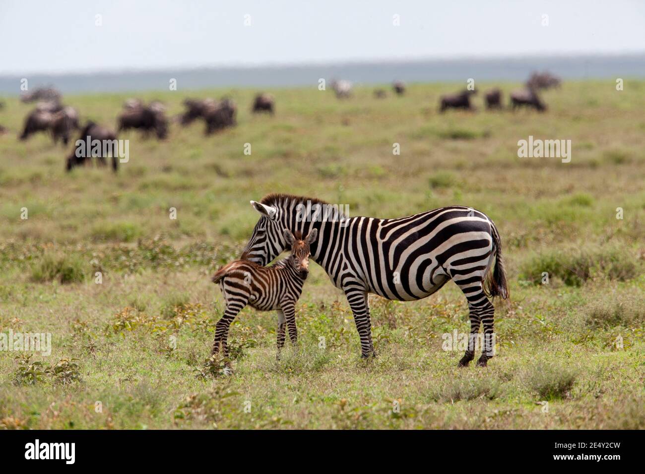 Plains Zebra (Equus) Weibliche Pflege juvenile, Serengeti Nationalpark, Tansania, Afrika Stockfoto
