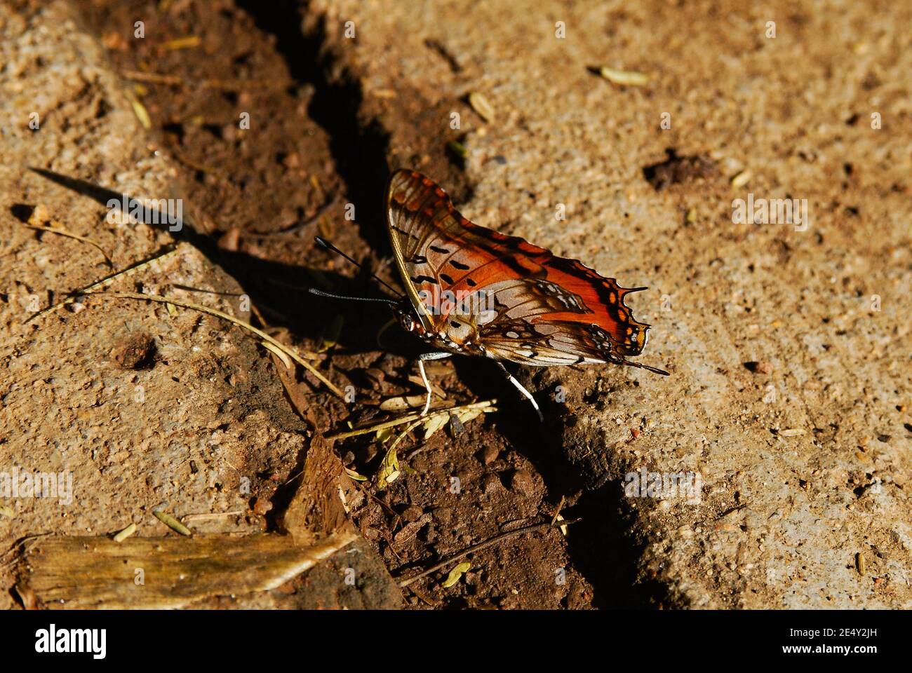 Afrikanischer Monarch Schmetterling im Kruger Nationalpark Stockfoto