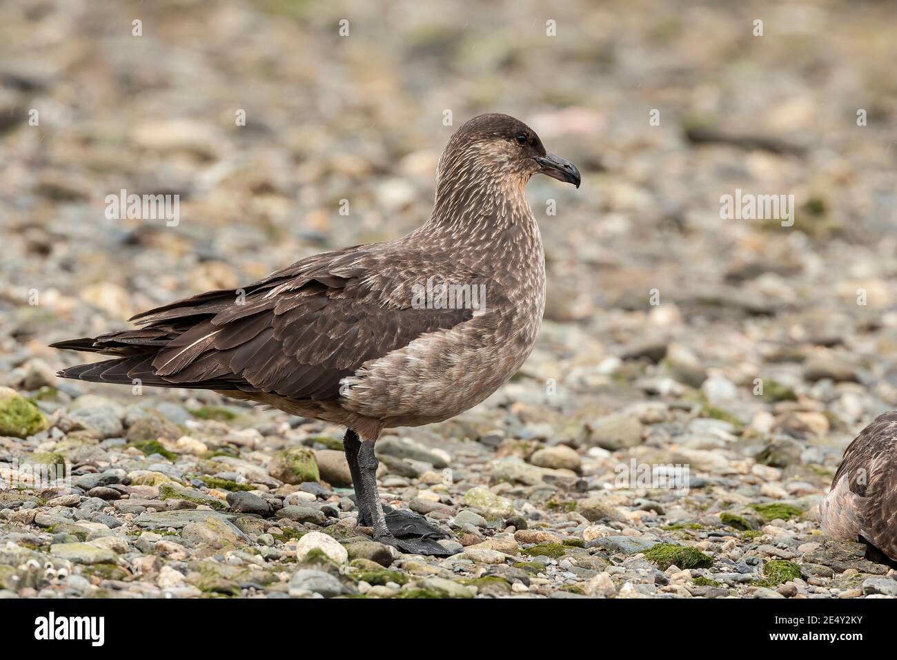 Chilenischer Skua (Stercorarius chilensis), Erwachsene am Strand stehend, Ushuaia, Argentinien, 3. Februar 2007 Stockfoto