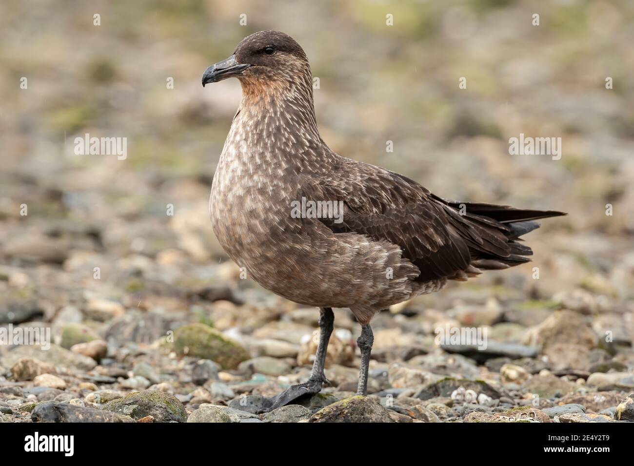 Chilenischer Skua (Stercorarius chilensis), Erwachsene am Strand stehend, Ushuaia, Argentinien, 3. Februar 2007 Stockfoto