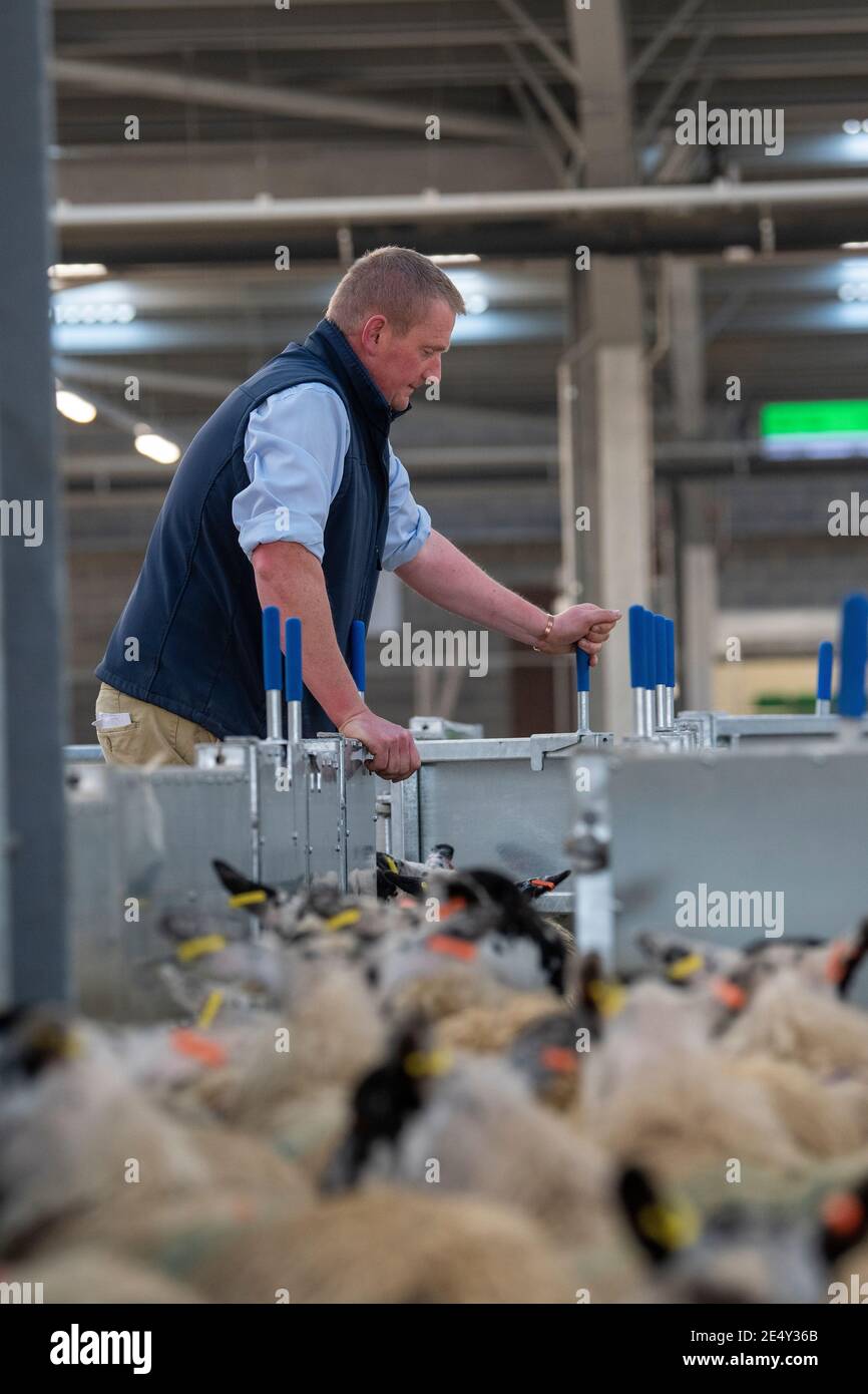 Bauern, die Schafe durch ein Rennen in einem landwirtschaftlichen Schuppen, Darlington, Großbritannien, sortieren. Stockfoto