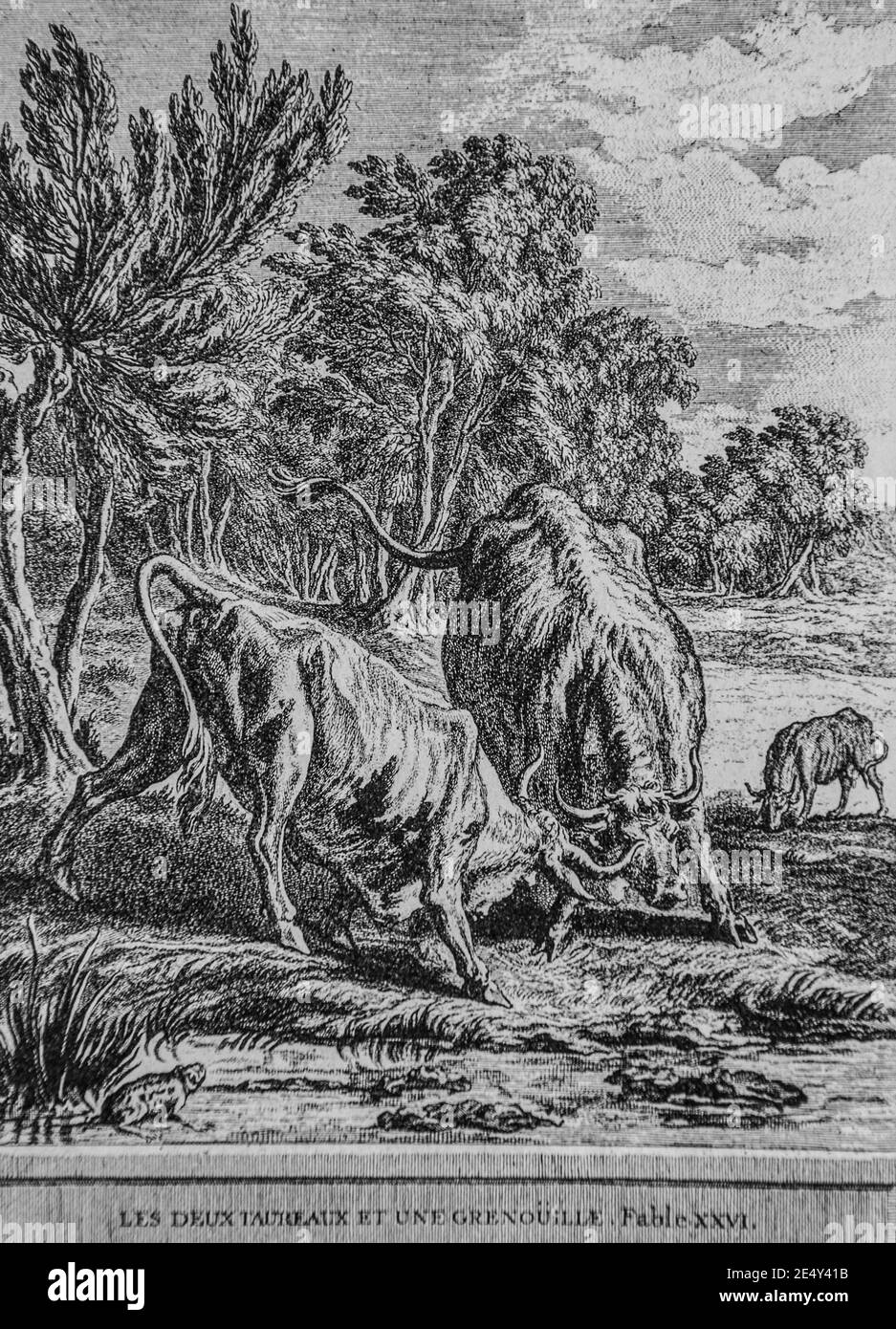 les deux taureaux et une grenouille,Fables de la fontaine,editeur talan,dier 1904,Dessin de j.b.oudry Stockfoto