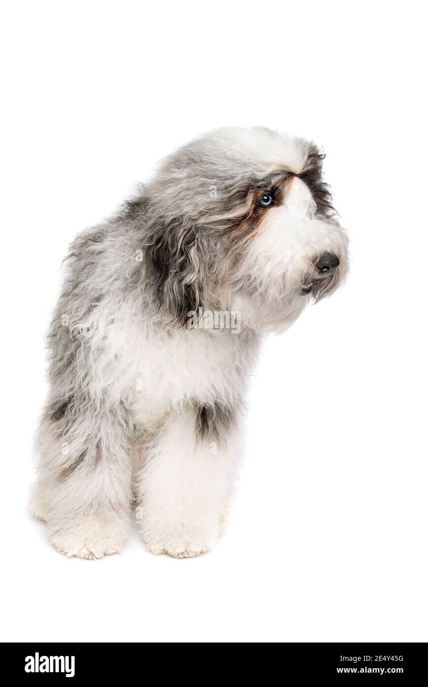 Sheepadoodle Hund vor einem weißen Hintergrund Stockfoto