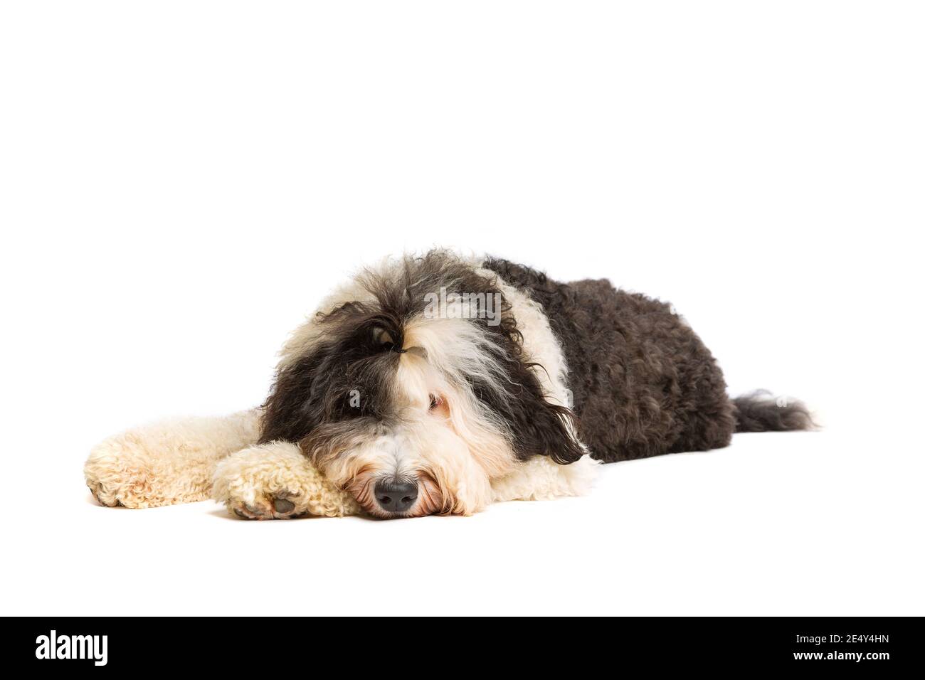 Sheepadoodle Hund vor einem weißen Hintergrund Stockfoto