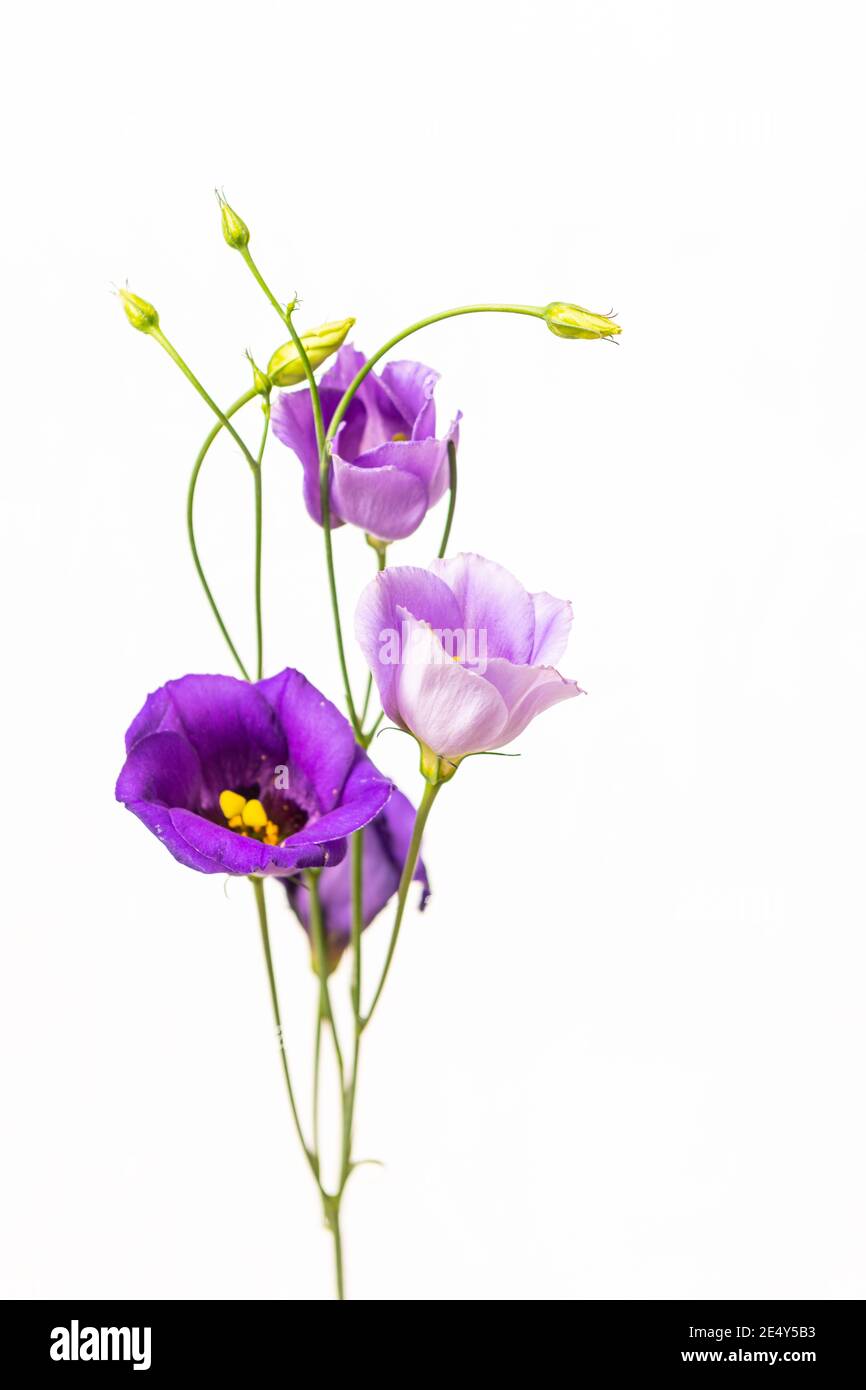 Lisianthus oder Eustoma Blumen auf weißem Hintergrund Stockfoto
